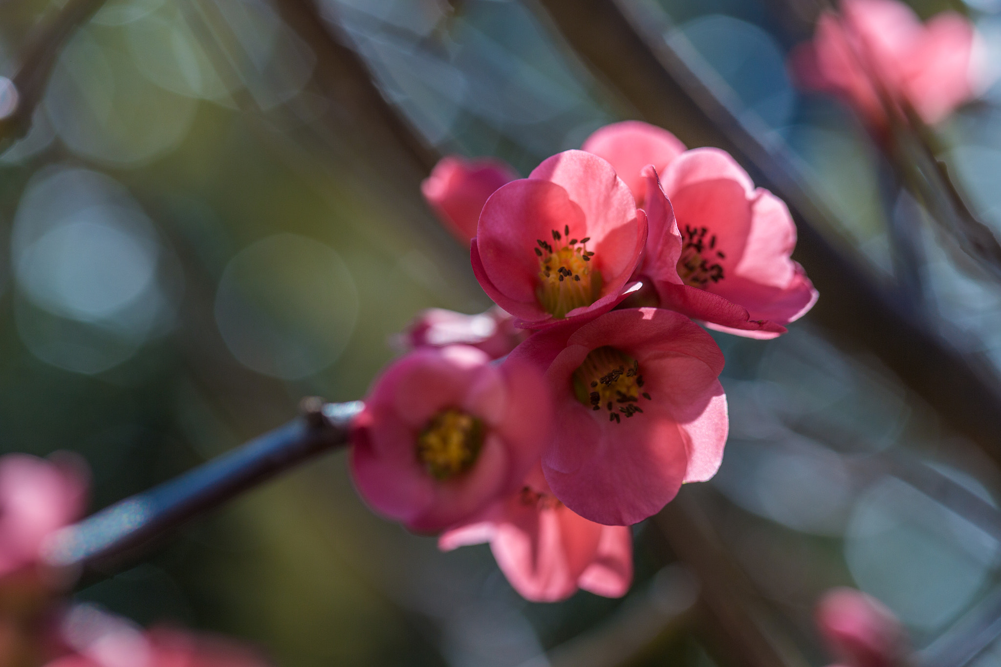 Canon EOS 6D + Canon EF 100mm F2.8 Macro USM sample photo. Fleurs d'hiver photography