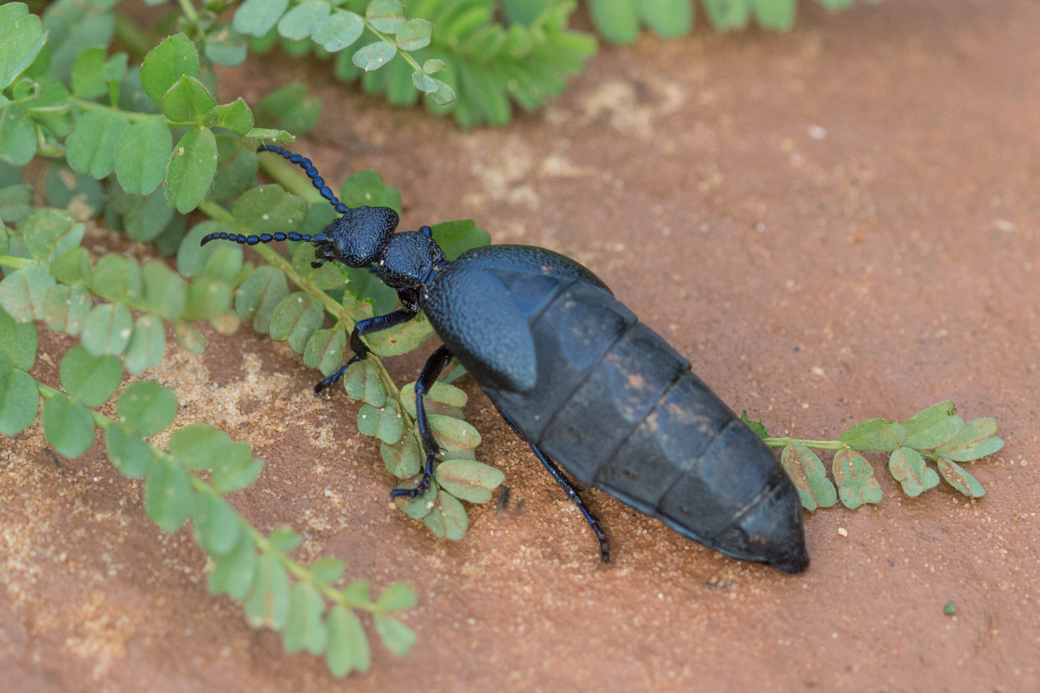 Canon EF 100mm F2.8 Macro USM sample photo. Bug photography