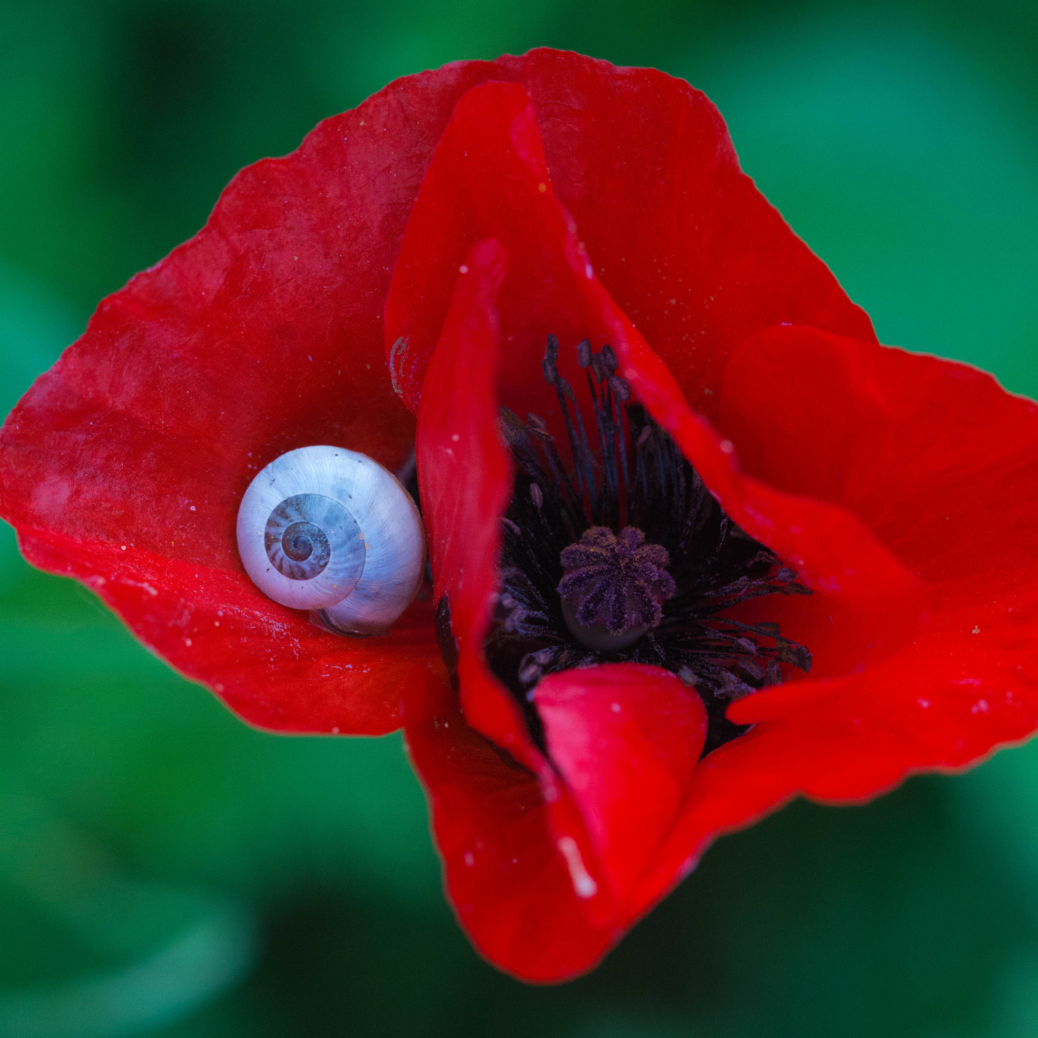 Canon EF 100mm F2.8 Macro USM sample photo. Pereg photography