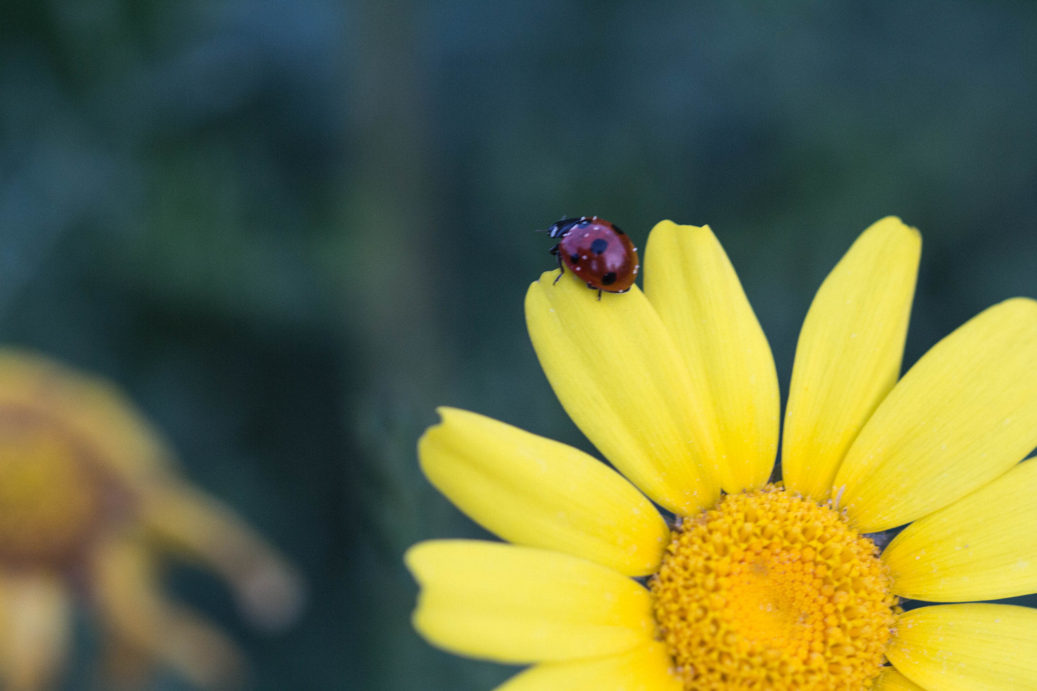Canon EOS 700D (EOS Rebel T5i / EOS Kiss X7i) + Canon EF 100mm F2.8 Macro USM sample photo. Moshe photography