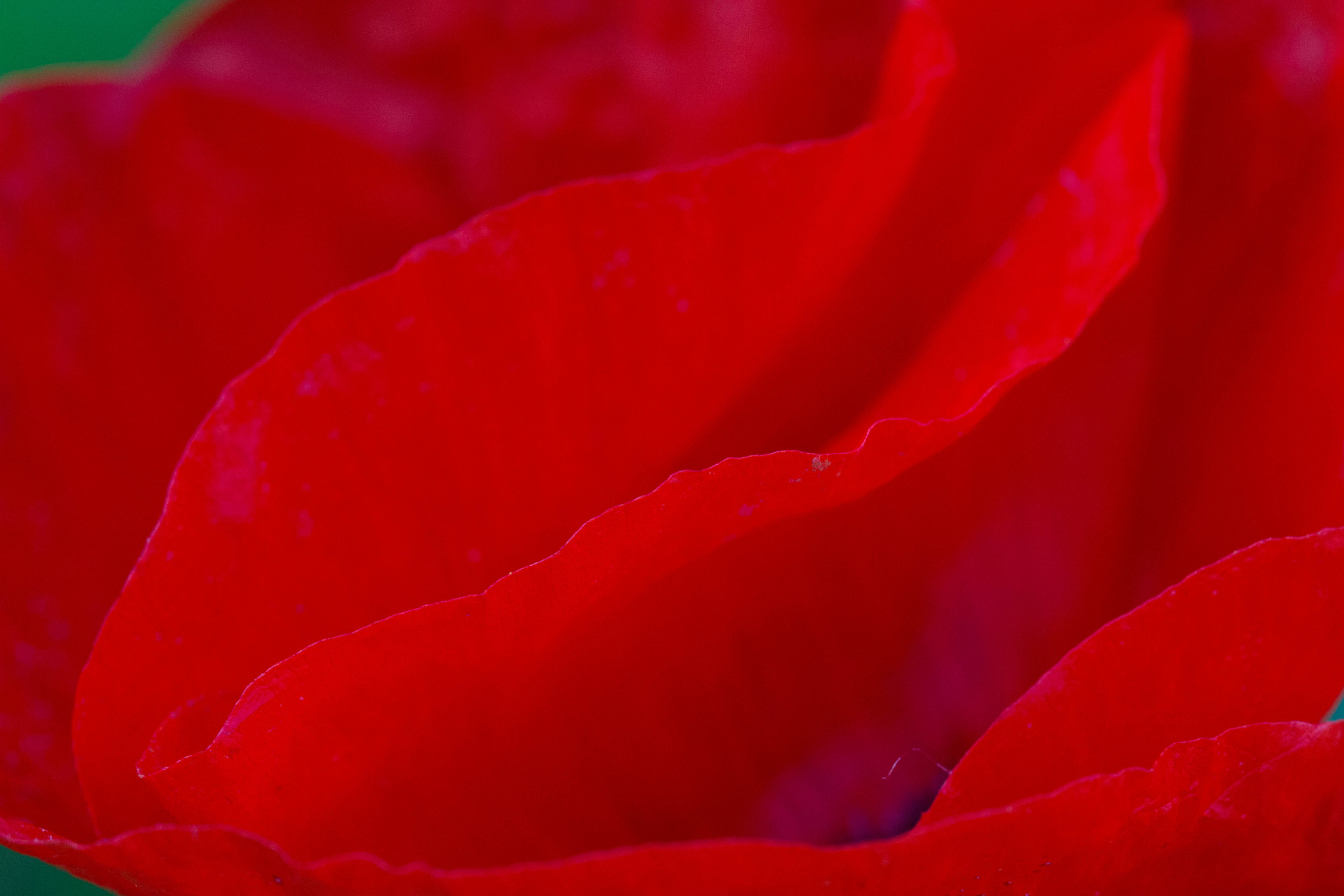 Canon EOS 700D (EOS Rebel T5i / EOS Kiss X7i) + Canon EF 100mm F2.8 Macro USM sample photo. Redness photography