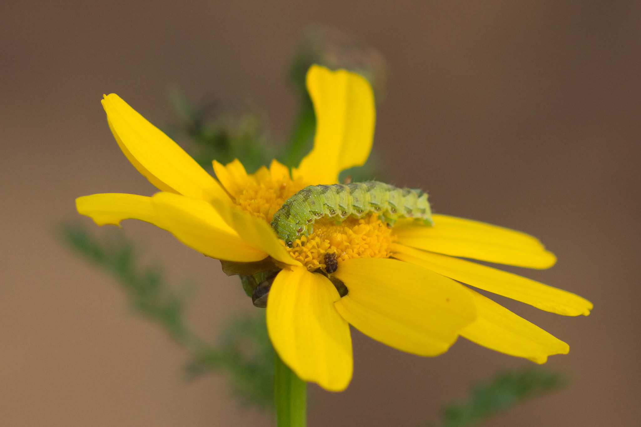 Canon EOS 700D (EOS Rebel T5i / EOS Kiss X7i) + Canon EF 100mm F2.8 Macro USM sample photo. Centipede photography
