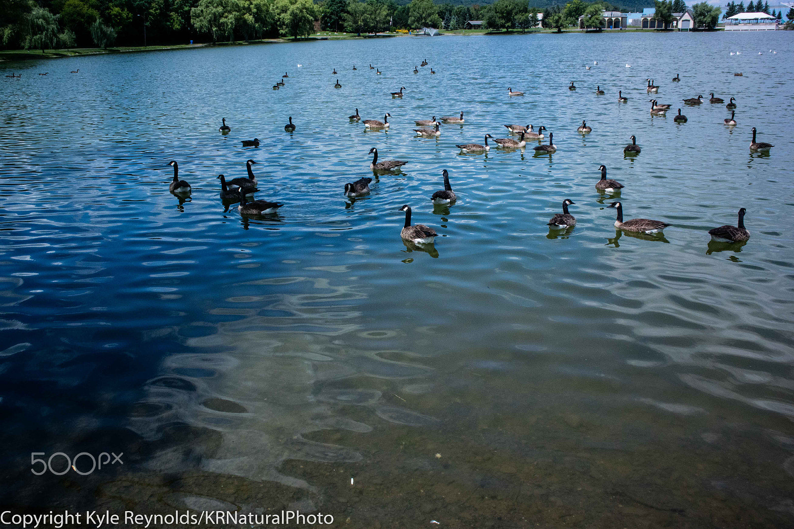 Nikon 1 J4 sample photo. Eldridge park geese photography