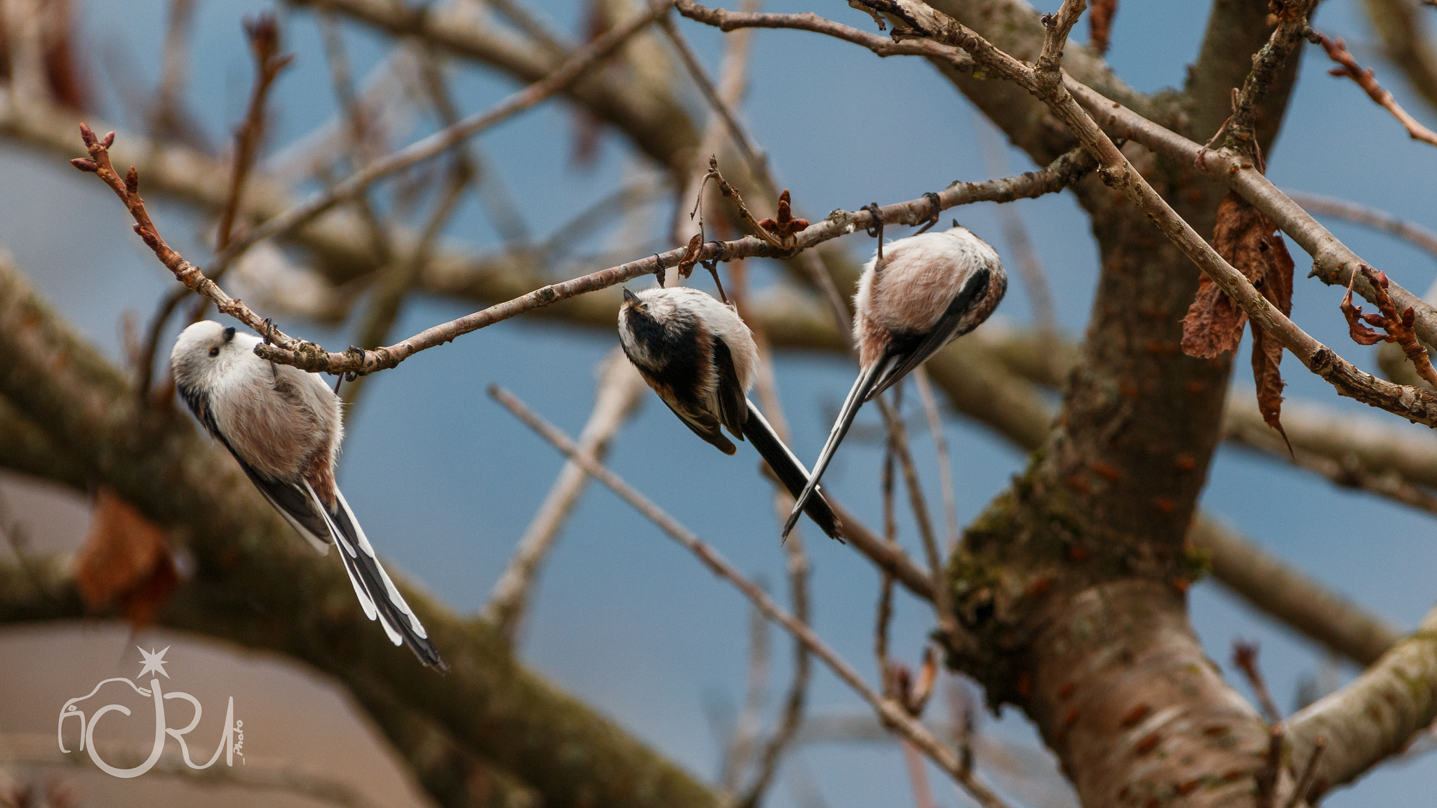 Canon EF 28-300mm F3.5-5.6L IS USM sample photo. Hanging around with my friends photography