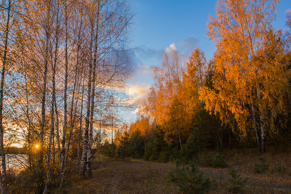 Canon EF 16-35mm F2.8L II USM sample photo. Autumn photography