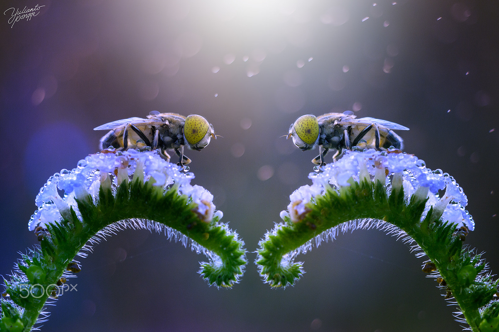 Canon EF 100mm F2.8 Macro USM sample photo. Twin photography