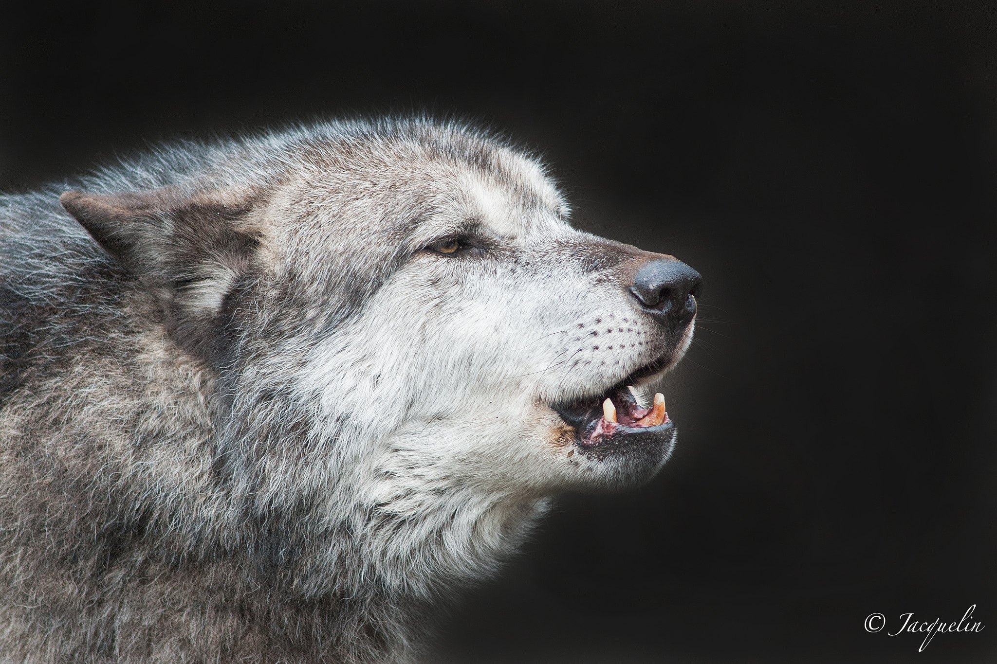 Nikon D3 + AF Nikkor 300mm f/4 IF-ED sample photo. Wolf-portrait photography