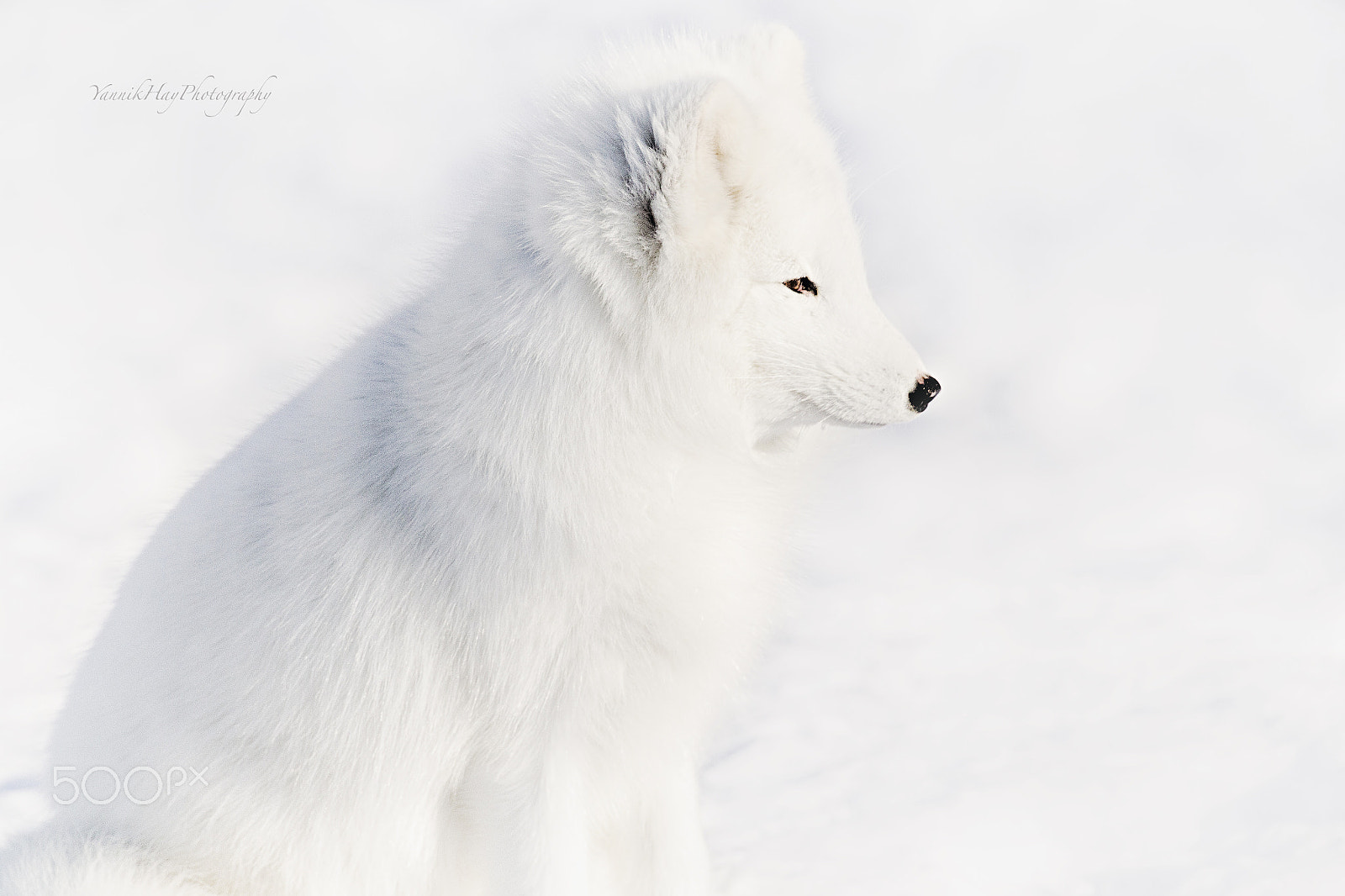 Canon EF 70-200mm F2.8L IS II USM sample photo. Mr white - arctic fox photography