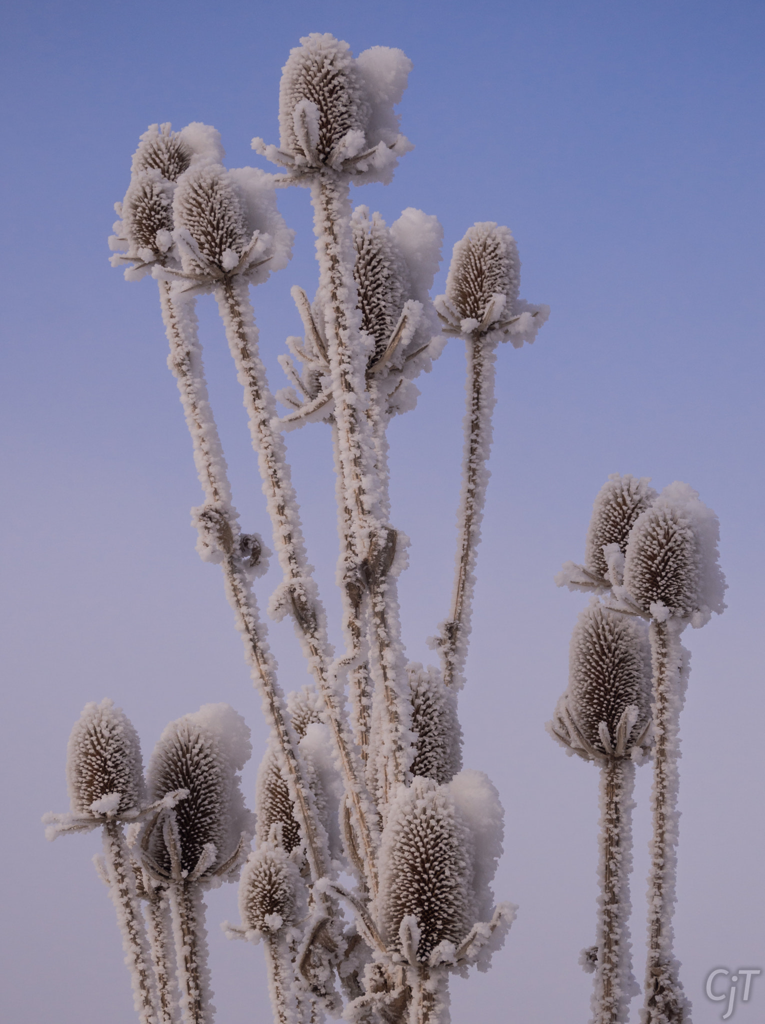 Olympus OM-D E-M10 + LUMIX G VARIO PZ 14-42/F3.5-5.6 sample photo. Frost on a thistle photography