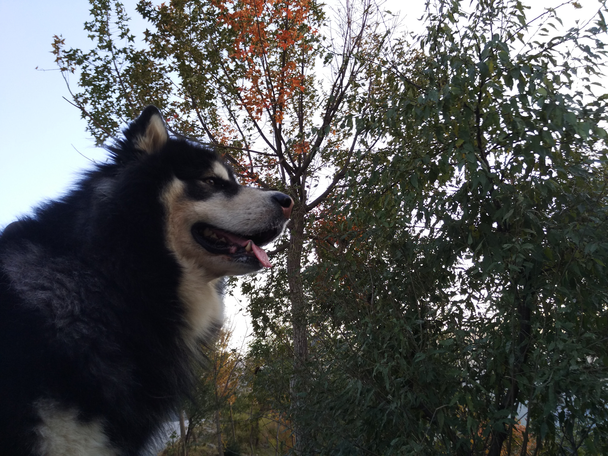 Xiaomi MI NOTE Pro sample photo. Img_20151101_164051.jpg photography