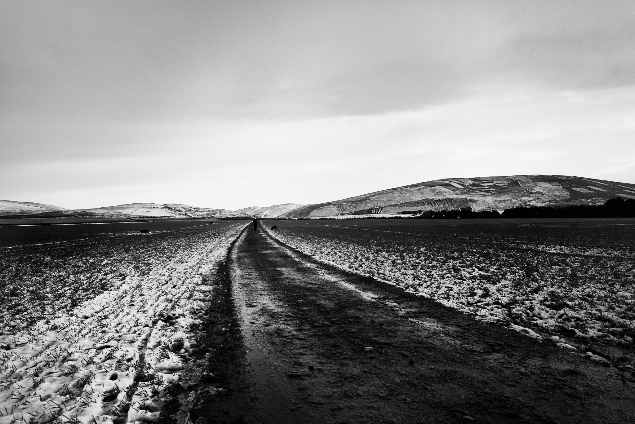 Elmarit-M 1:2.8/21 sample photo. Dog walk photography