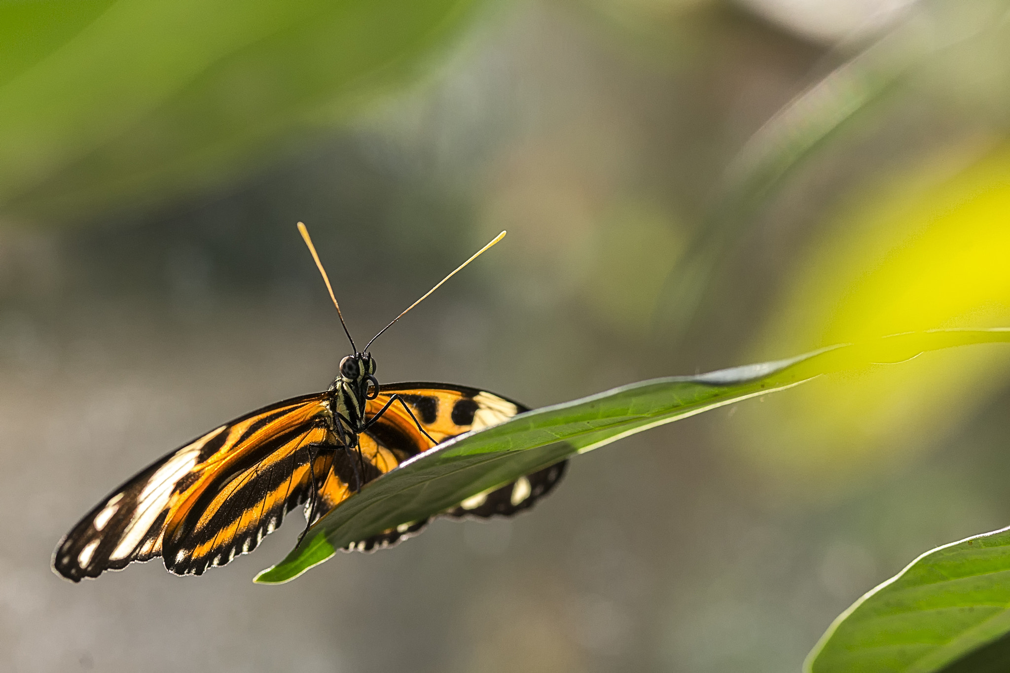 ZEISS Makro-Planar T* 100mm F2 sample photo. Schmetterling photography