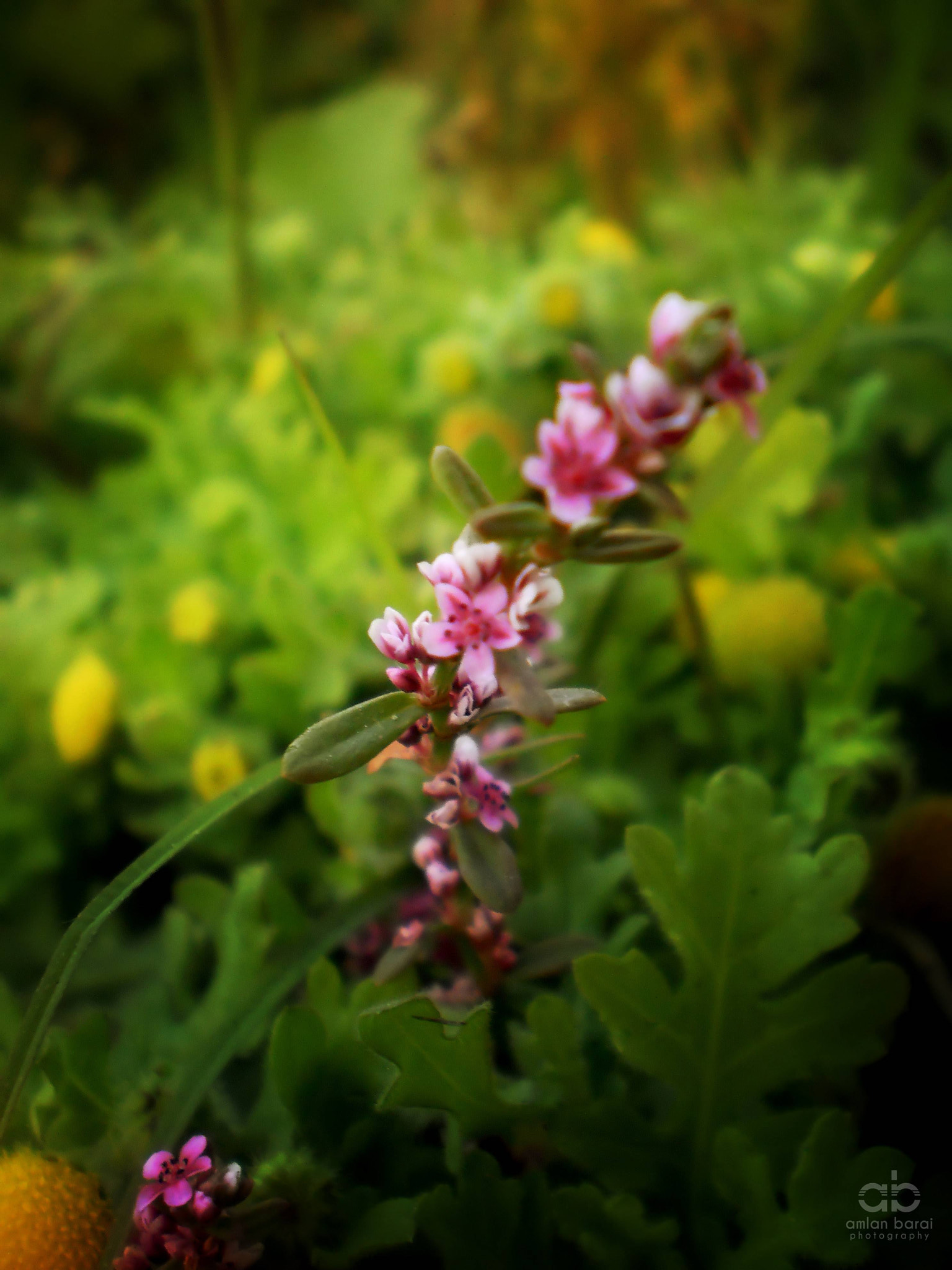 Olympus T105,T100,X36 sample photo. A wildflower photography