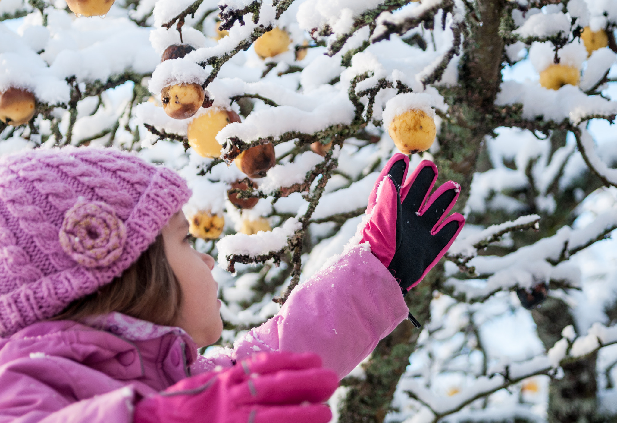 AF Zoom-Nikkor 28-70mm f/3.5-4.5D sample photo. Winter apple photography