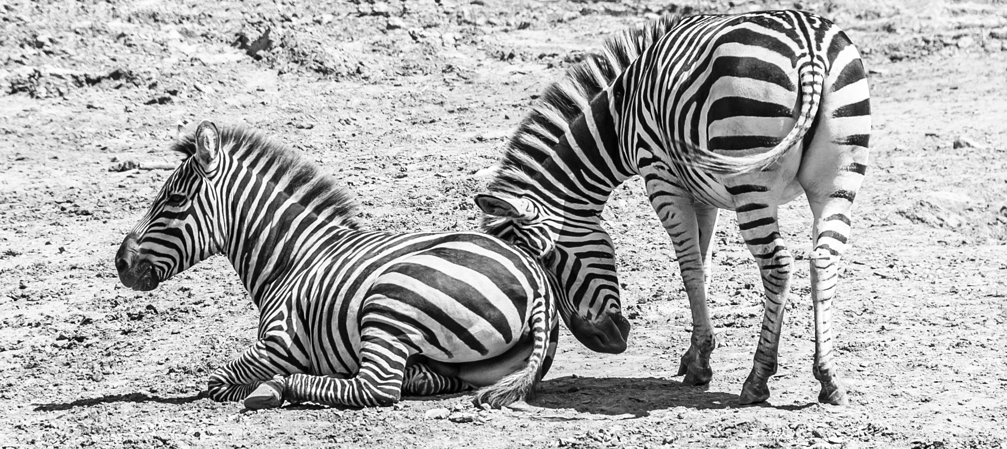 Canon EOS 1000D (EOS Digital Rebel XS / EOS Kiss F) sample photo. Loving zebra photography
