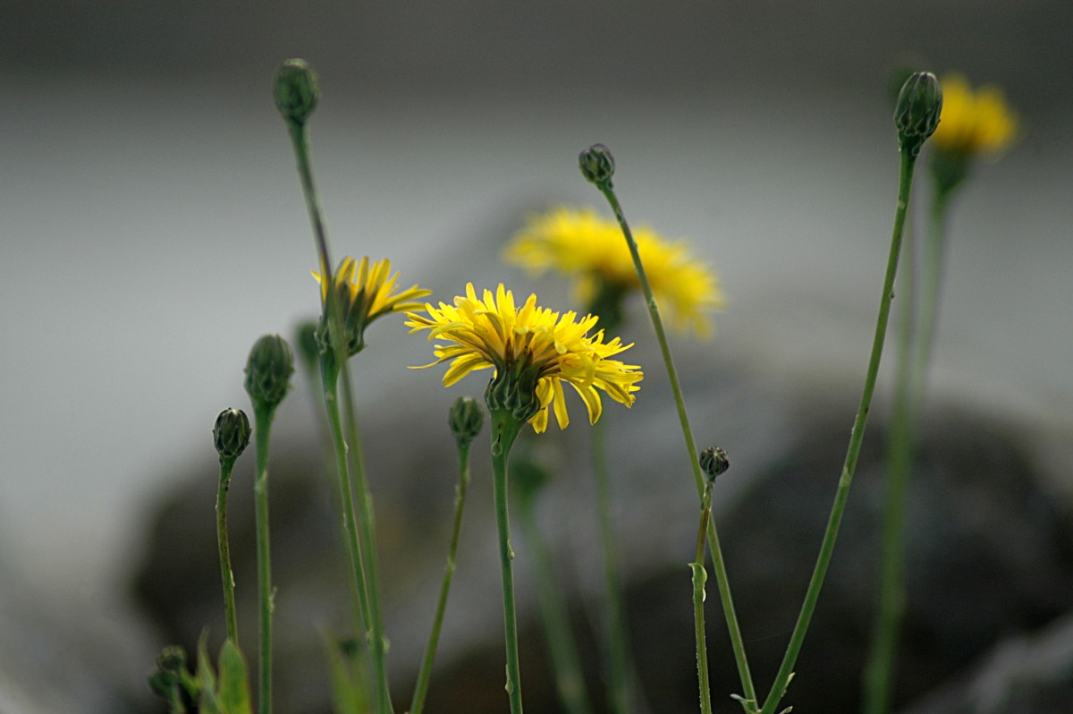 Nikon AF Nikkor 70-300mm F4-5.6G sample photo. # photography
