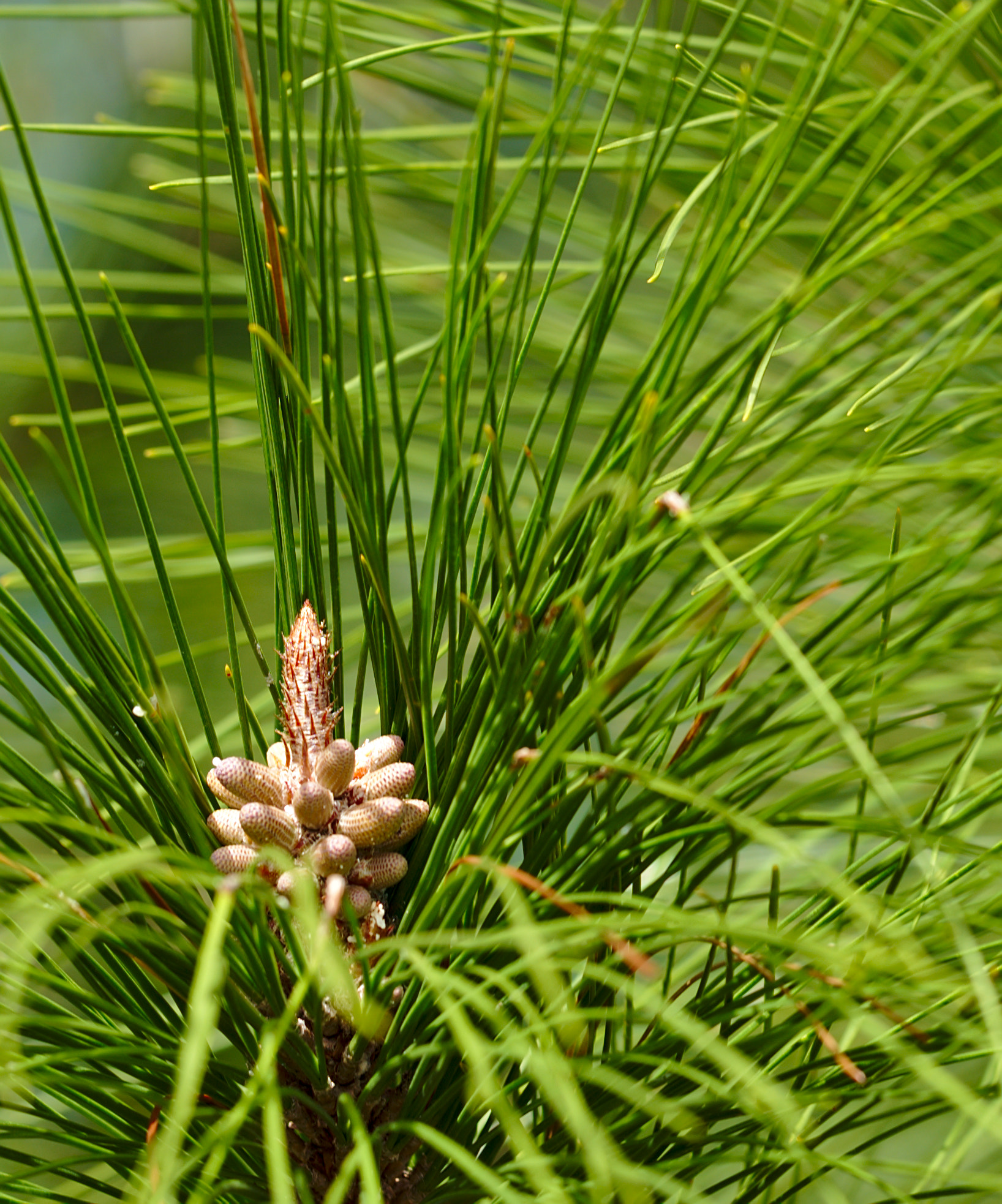 ZEISS Otus 85mm F1.4 sample photo. In the top of the tree... photography