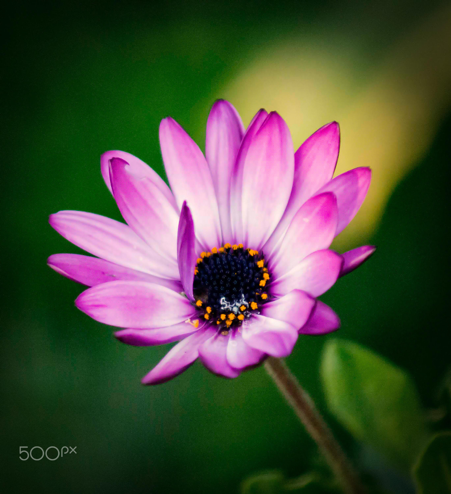 Nikon D800 + AF Zoom-Nikkor 70-210mm f/4 sample photo. Imperfect perfection photography