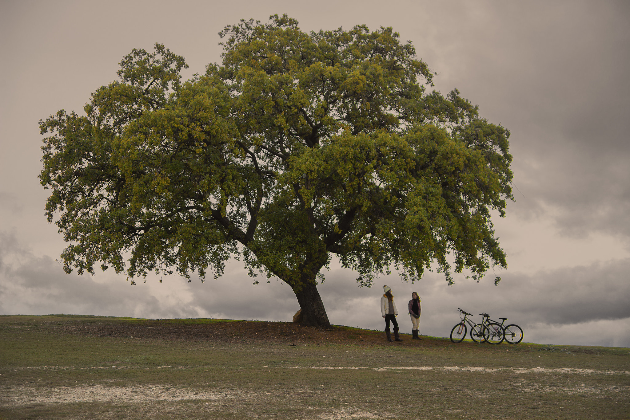 Nikon D800 + Sigma 28-105mm F2.8-4 Aspherical sample photo. Tree photography