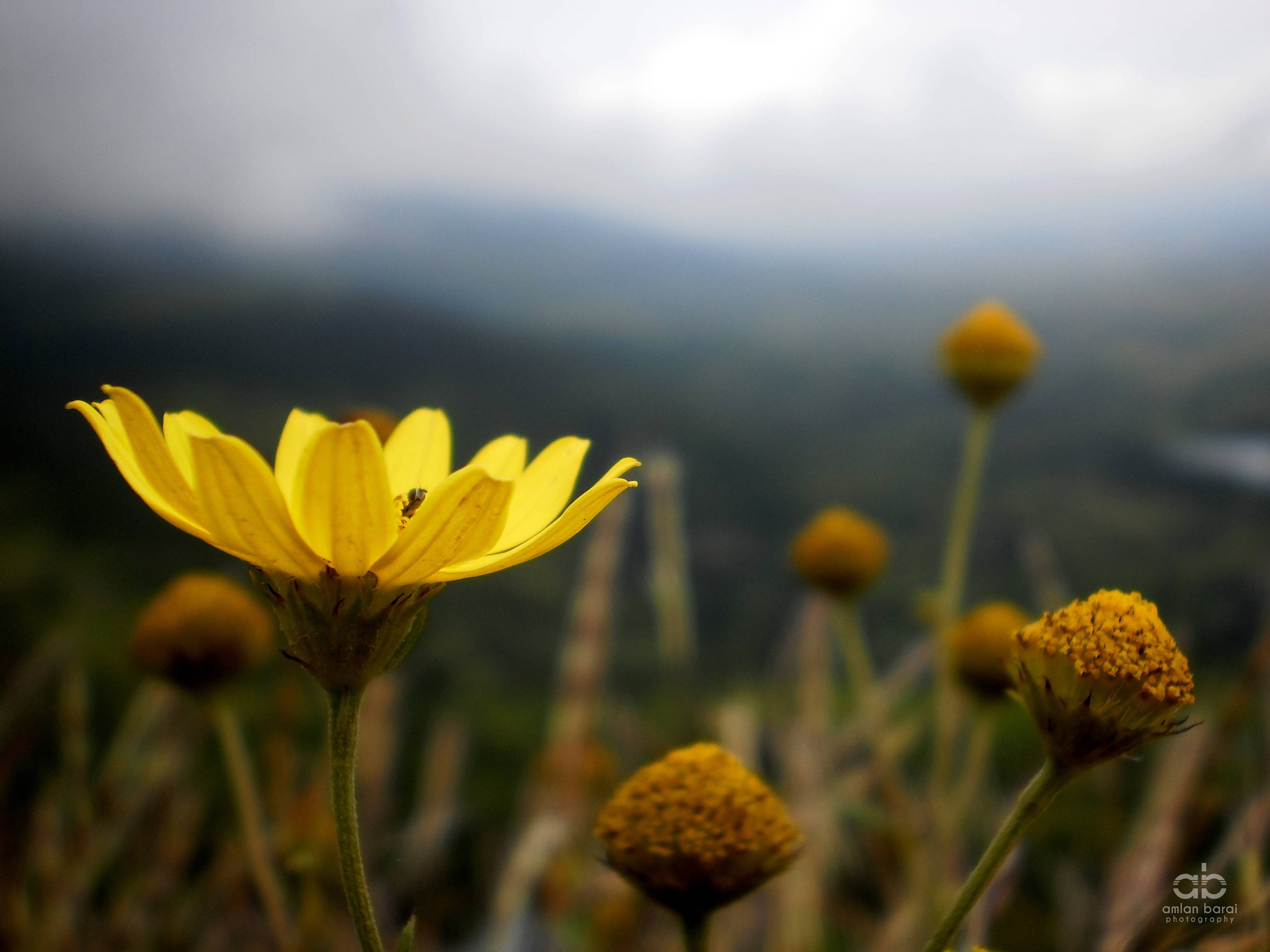 Olympus T105,T100,X36 sample photo. Highland flowers... photography