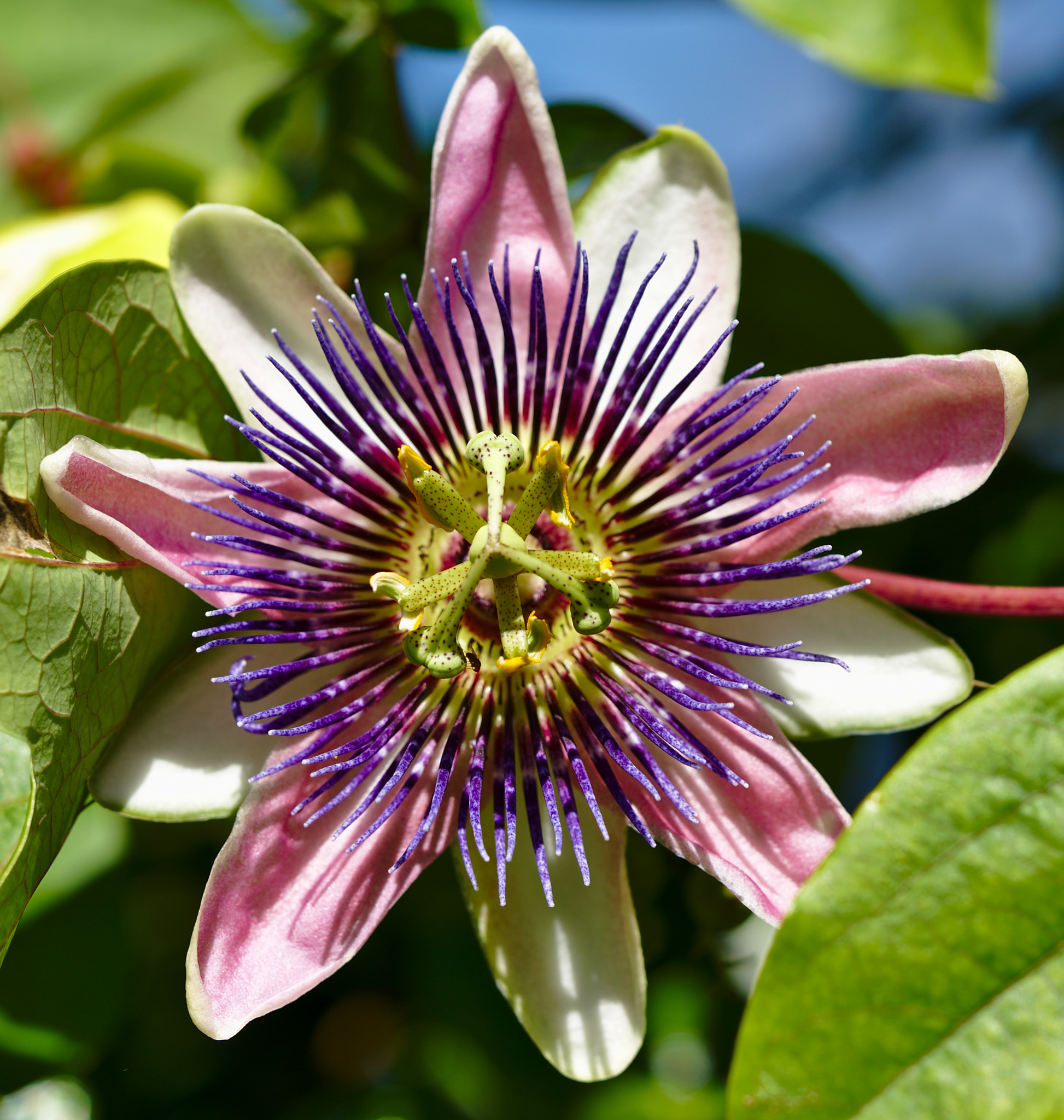 Nikon D810 + ZEISS Otus 85mm F1.4 sample photo. A flowering passion flower or pasiflora photography