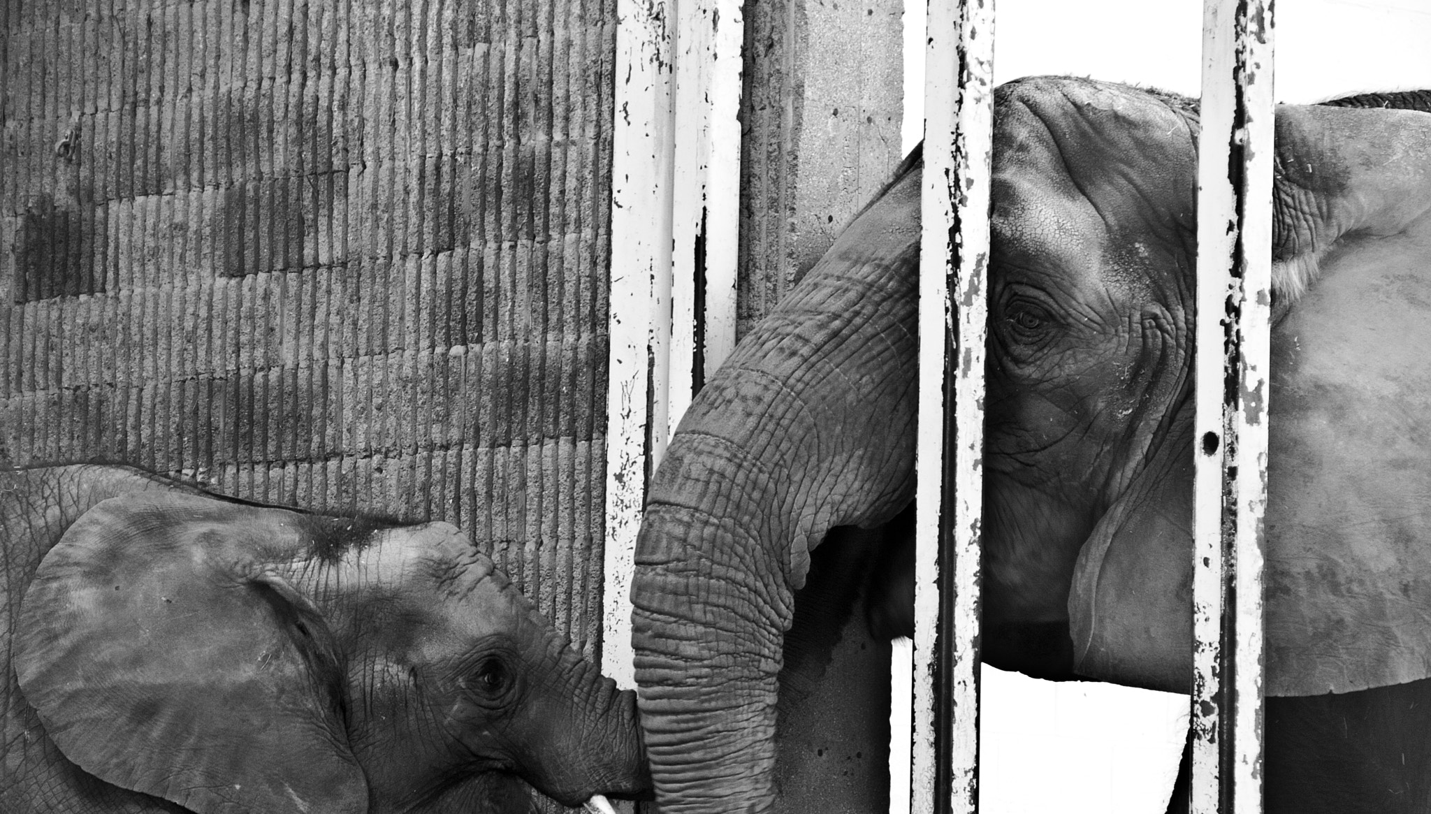 Canon EOS 1000D (EOS Digital Rebel XS / EOS Kiss F) + Canon EF-S 18-135mm F3.5-5.6 IS sample photo. Elephant love photography