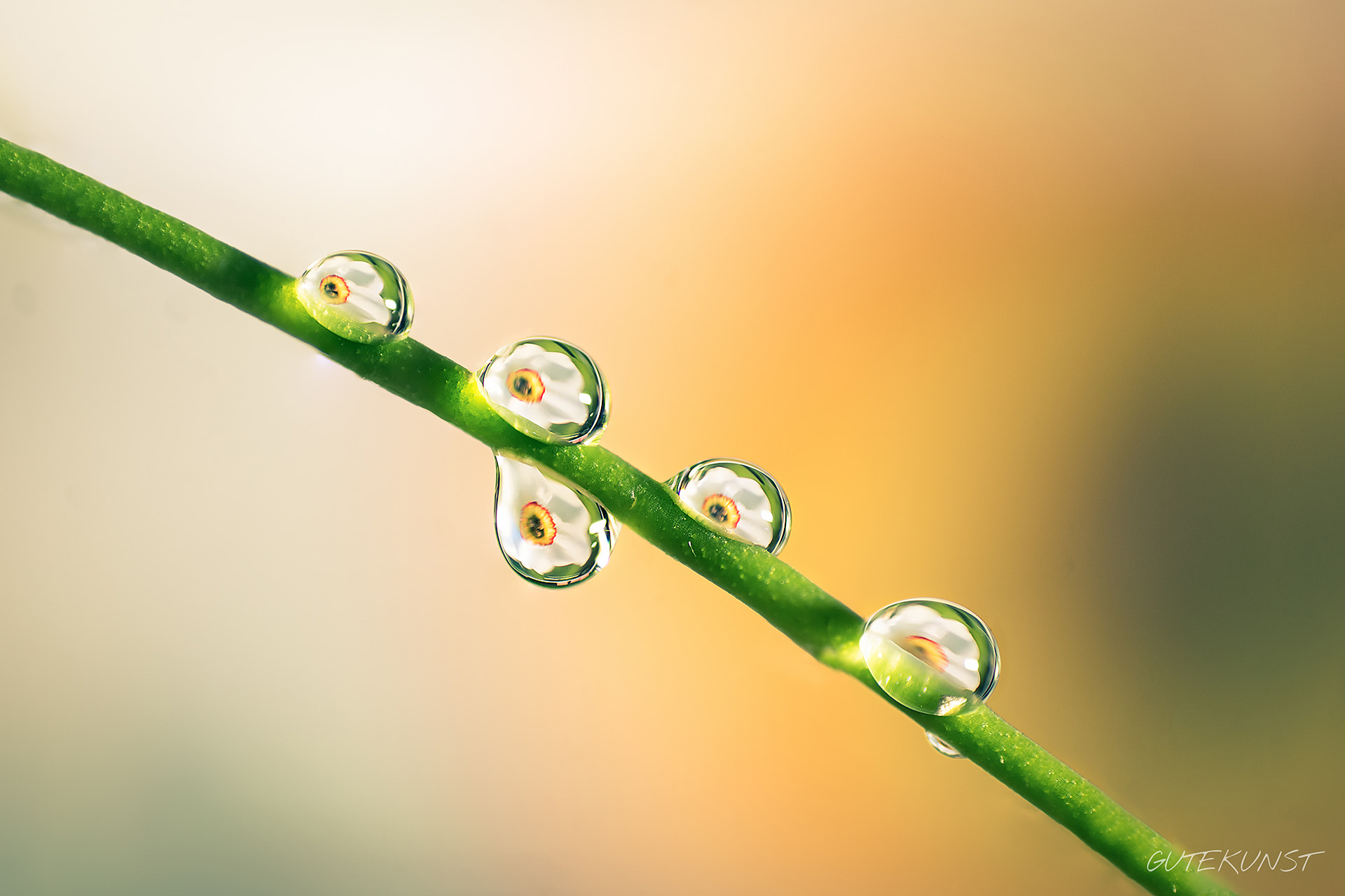 Sony ILCA-77M2 + Tamron SP AF 90mm F2.8 Di Macro sample photo. Waterdrops n°1 photography