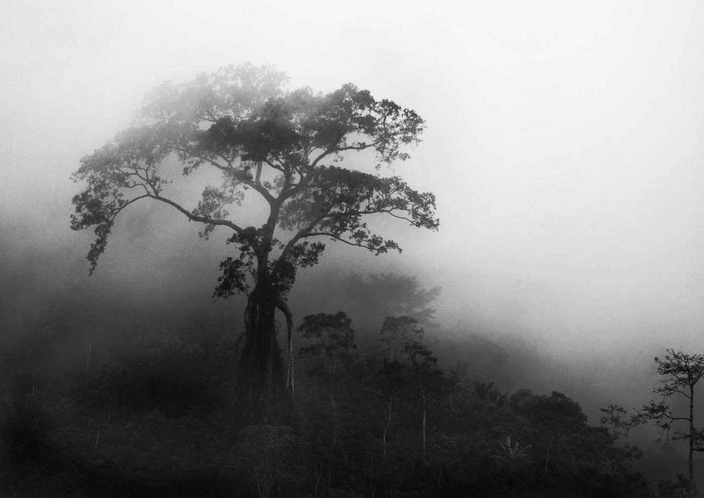 Panasonic Lumix DMC-GH3 sample photo. Misty morning 2 photography