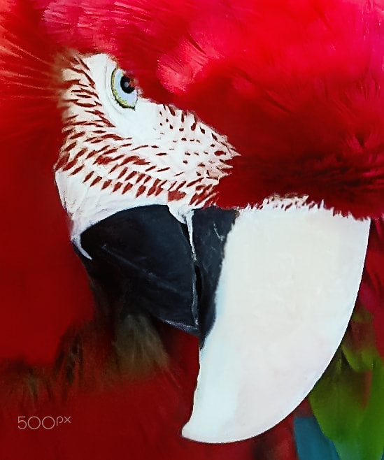 Pentax K-r sample photo. Parrot. photography
