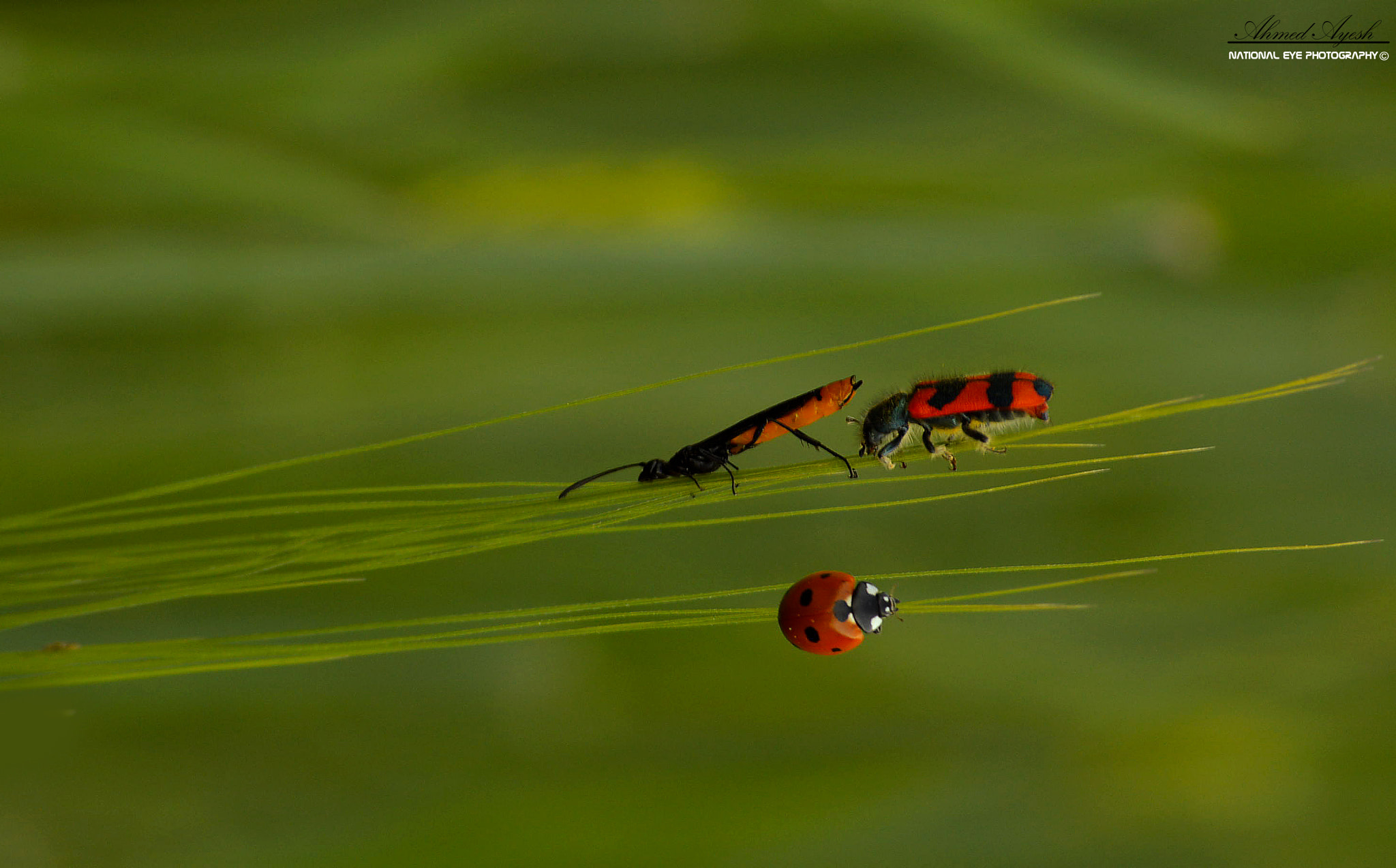 Nikon D3200 + Sigma 50mm F1.4 EX DG HSM sample photo. فتبارك الله أحسن الخالقين photography