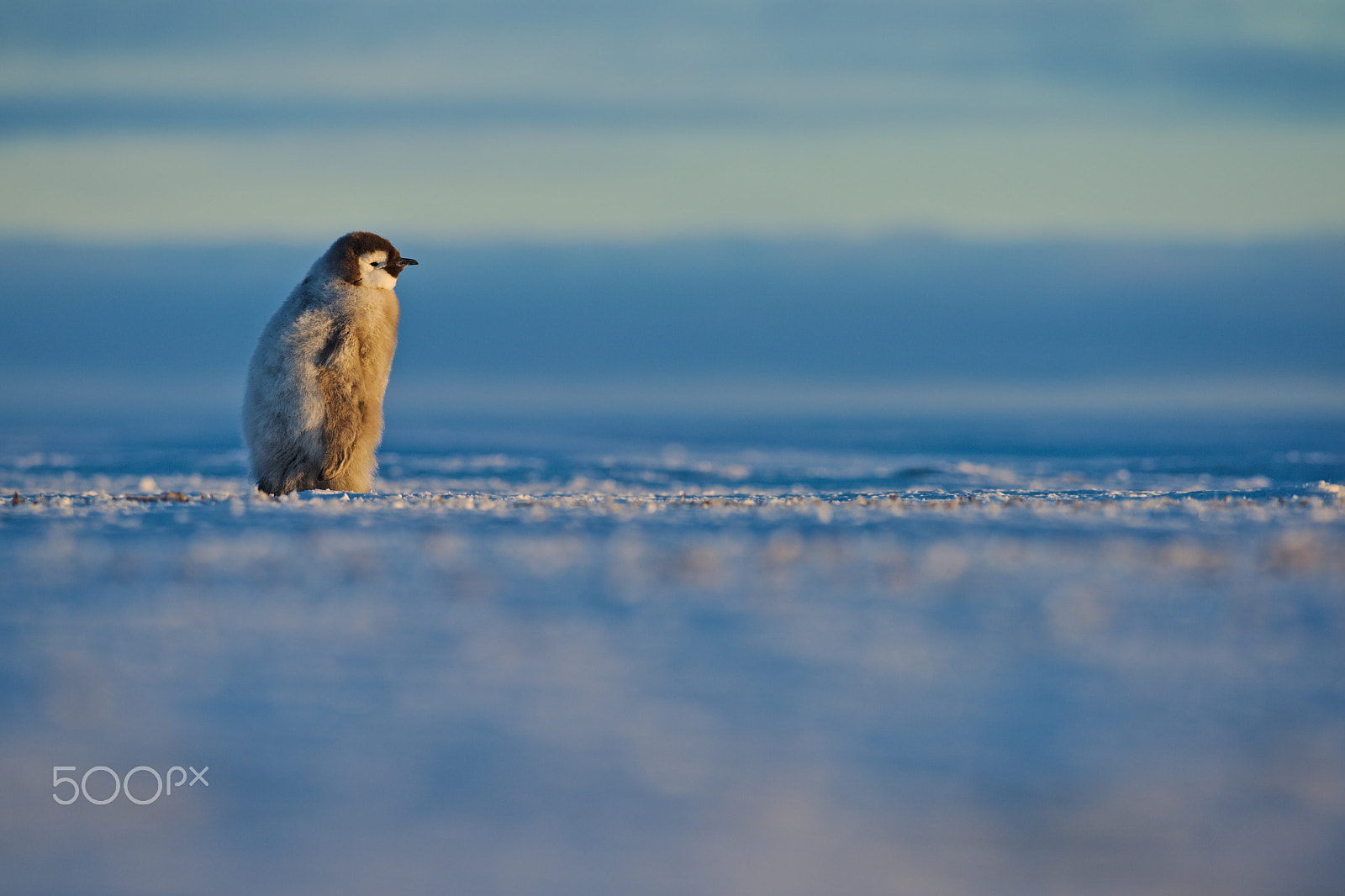 Nikon AF-S Nikkor 300mm F2.8G ED-IF VR sample photo. Emperor penguin chick photography