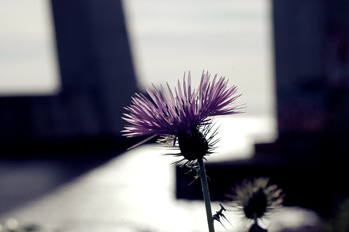 AF Zoom-Nikkor 35-70mm f/3.3-4.5 N sample photo. # photography