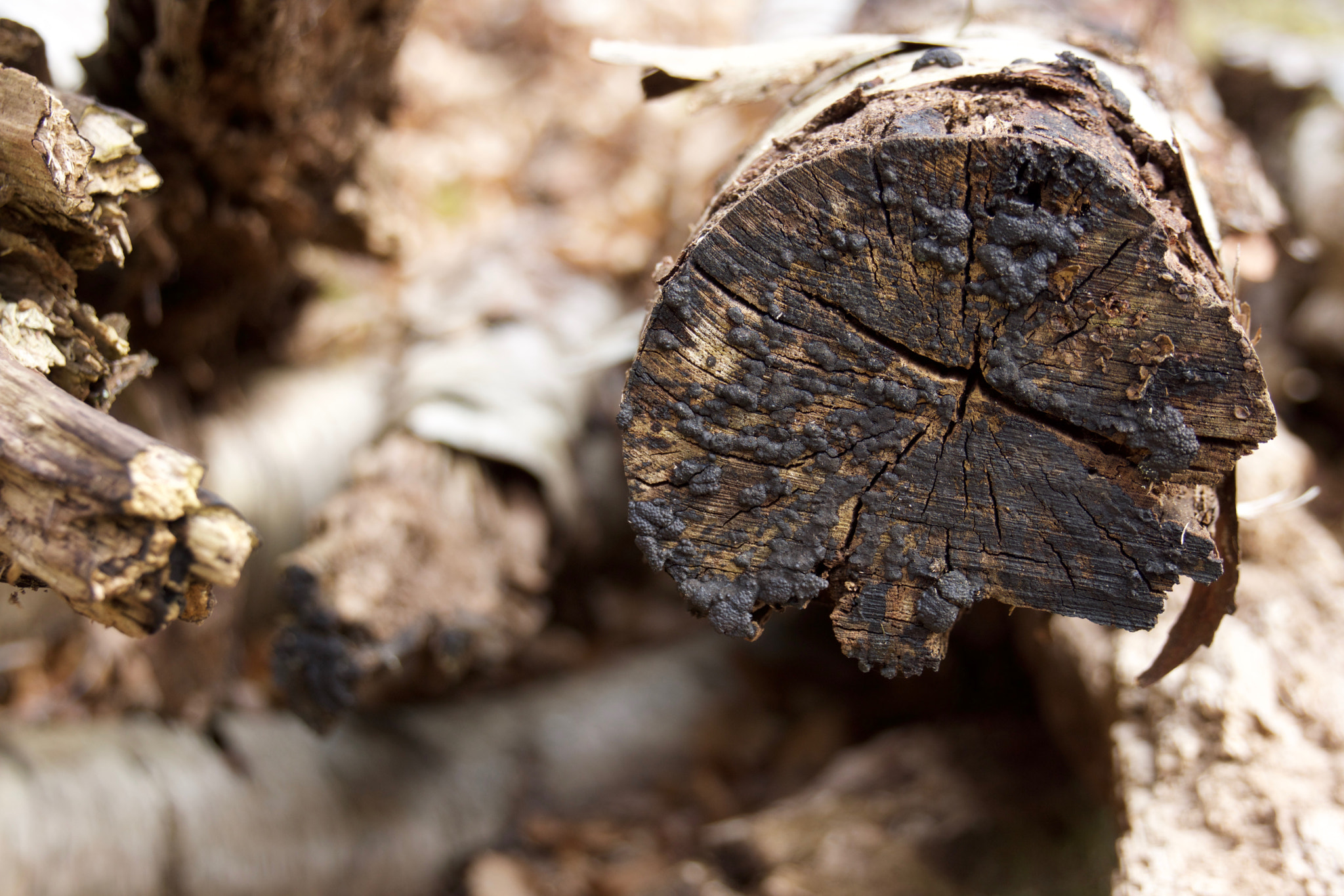 Sony FE 28-70mm F3.5-5.6 OSS sample photo. Cut log photography
