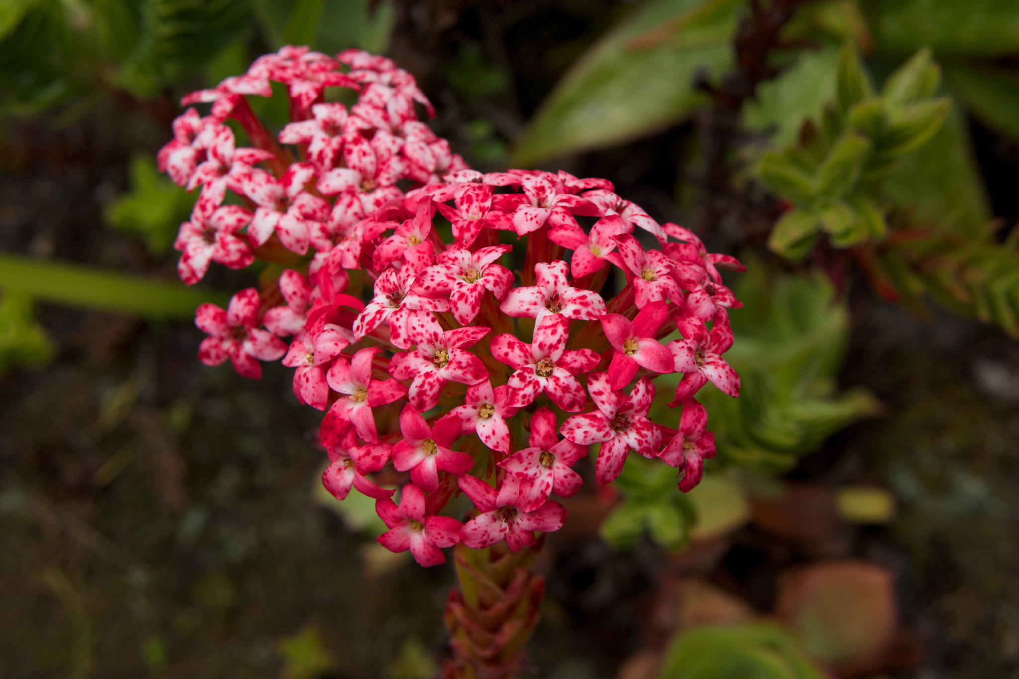 Sony Alpha NEX-7 + Sony E 50mm F1.8 OSS sample photo. Tresco flowers photography