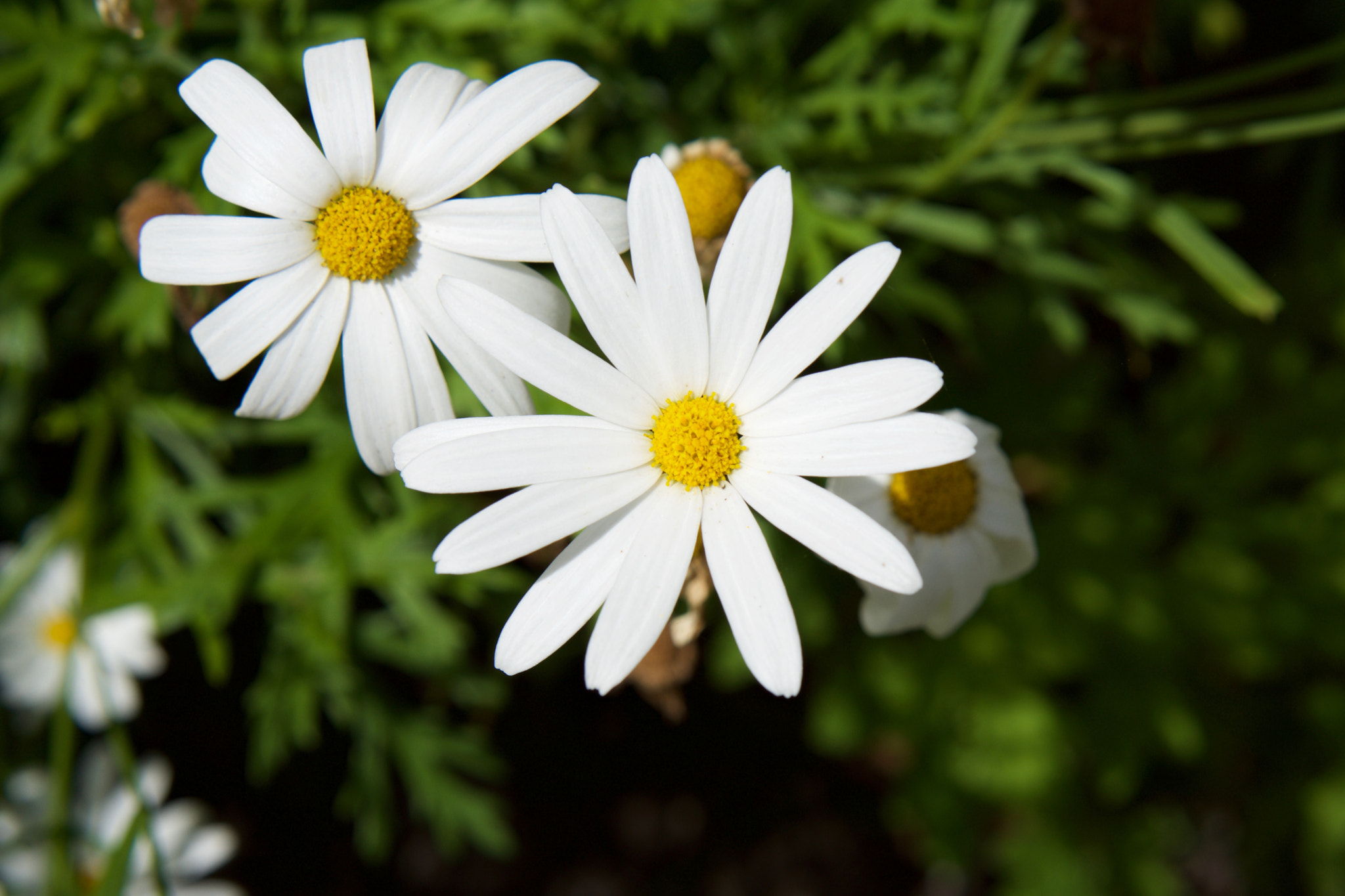 Sony Alpha NEX-7 + Sony E 50mm F1.8 OSS sample photo. Tresco flowers photography