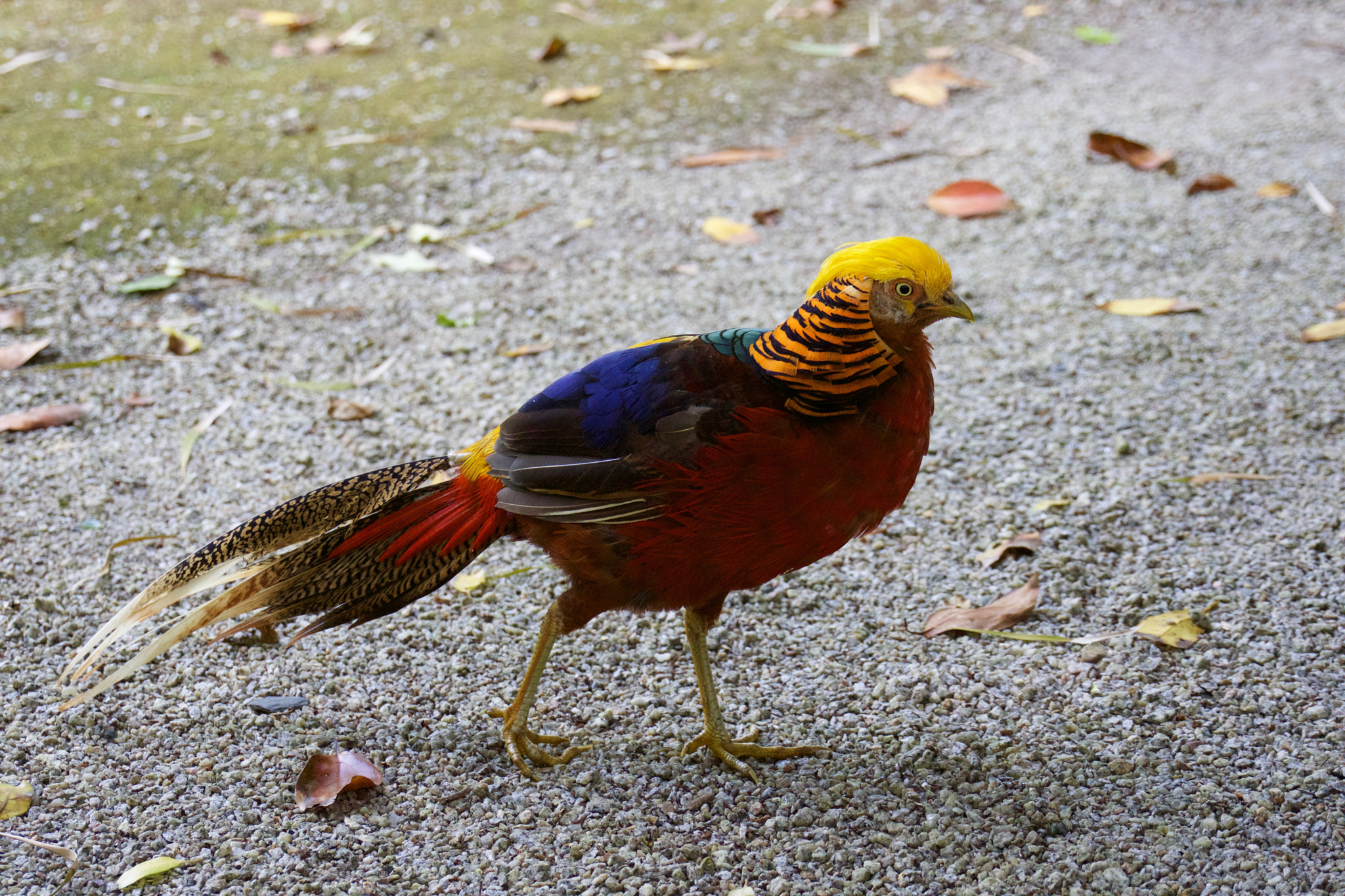 Sony FE 28-70mm F3.5-5.6 OSS sample photo. Golden pheasant photography