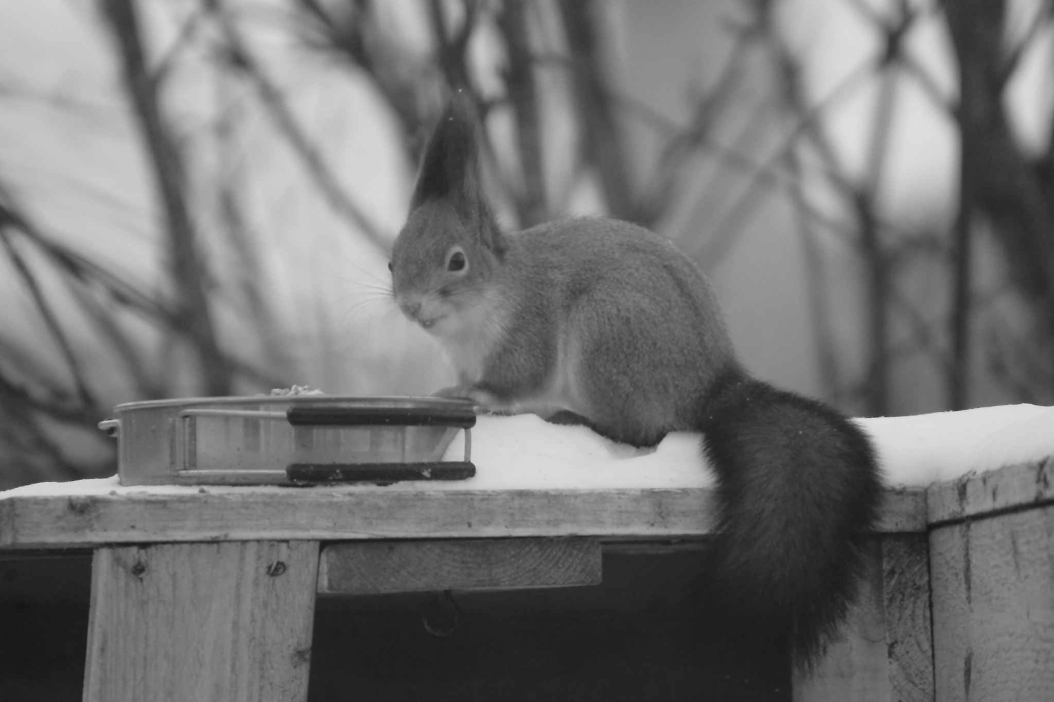 Canon EOS 500D (EOS Rebel T1i / EOS Kiss X3) + Canon EF 90-300mm F4.5-5.6 sample photo. Squirrel photography