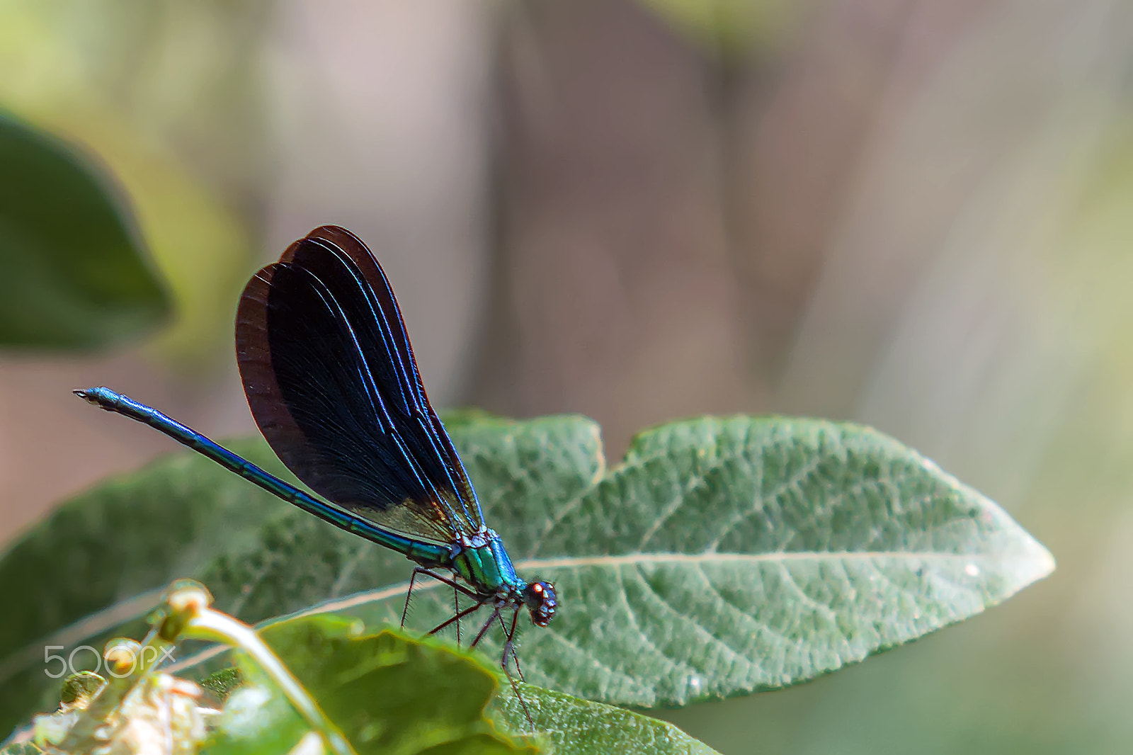 Canon EF 35-350mm F3.5-5.6L USM sample photo. Caballito del diablo- dragonfly photography