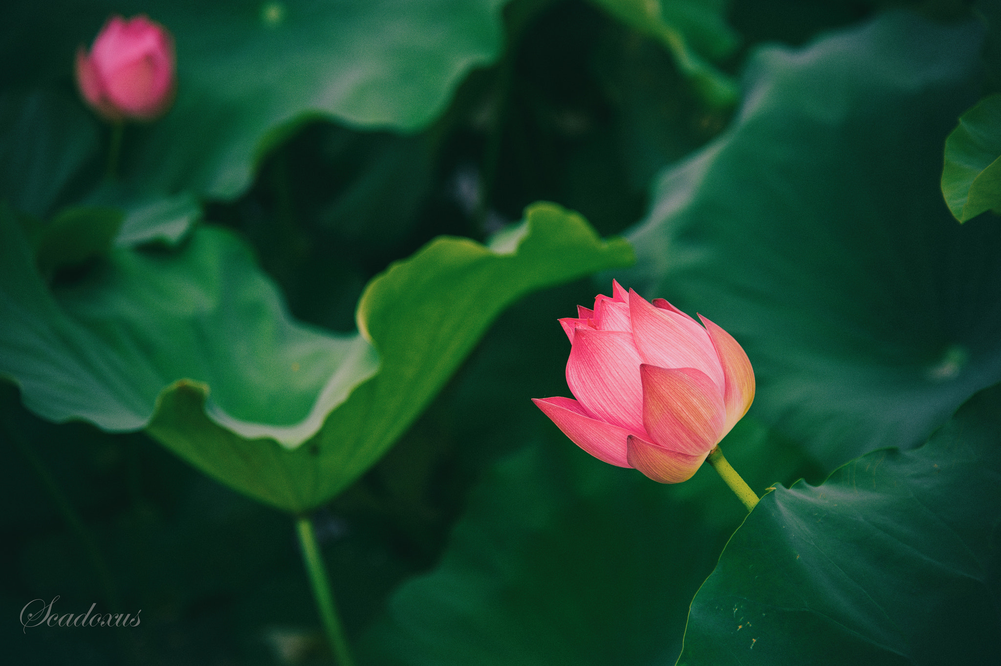 Nikon D3 sample photo. Edit photography