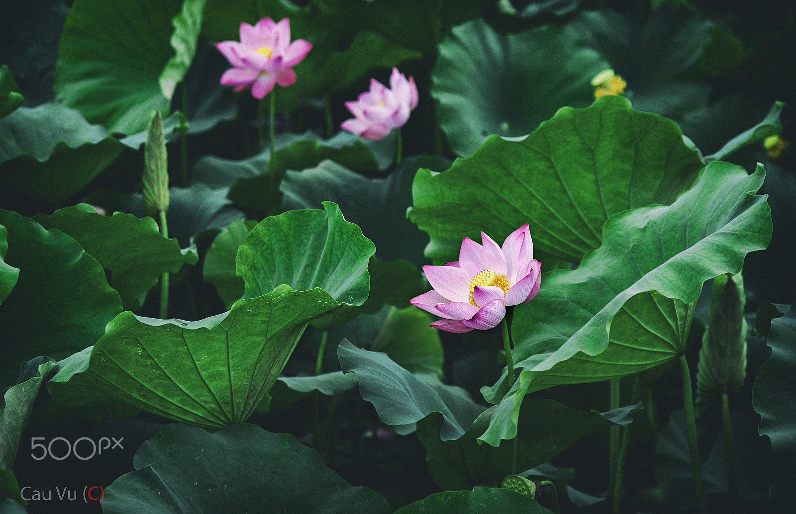Nikon D3 sample photo. Sen photography