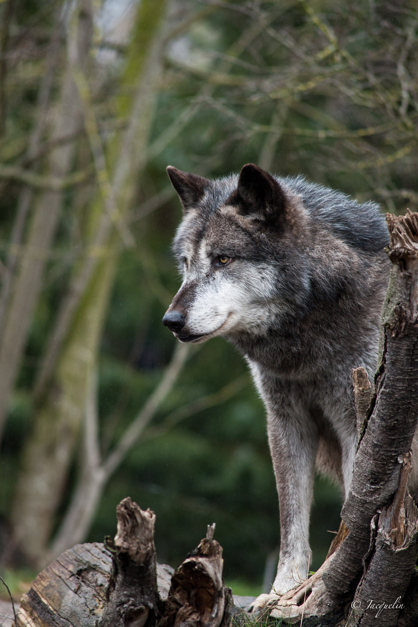 Nikon D3 + AF Nikkor 300mm f/4 IF-ED sample photo. Looking !! photography