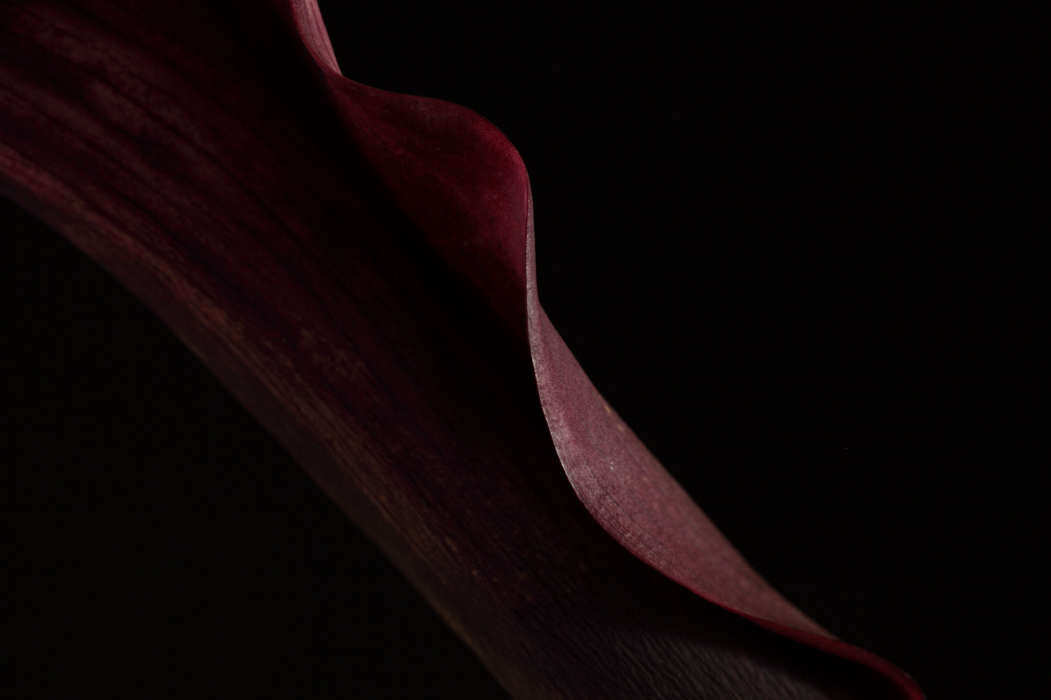 Canon 180mm sample photo. Macro01 photography