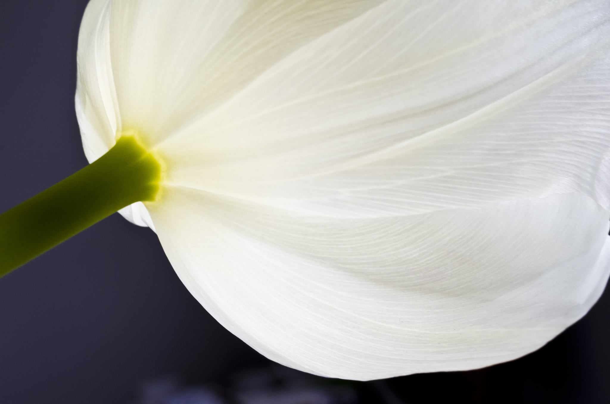 Pentax K-5 sample photo. Tulip photography