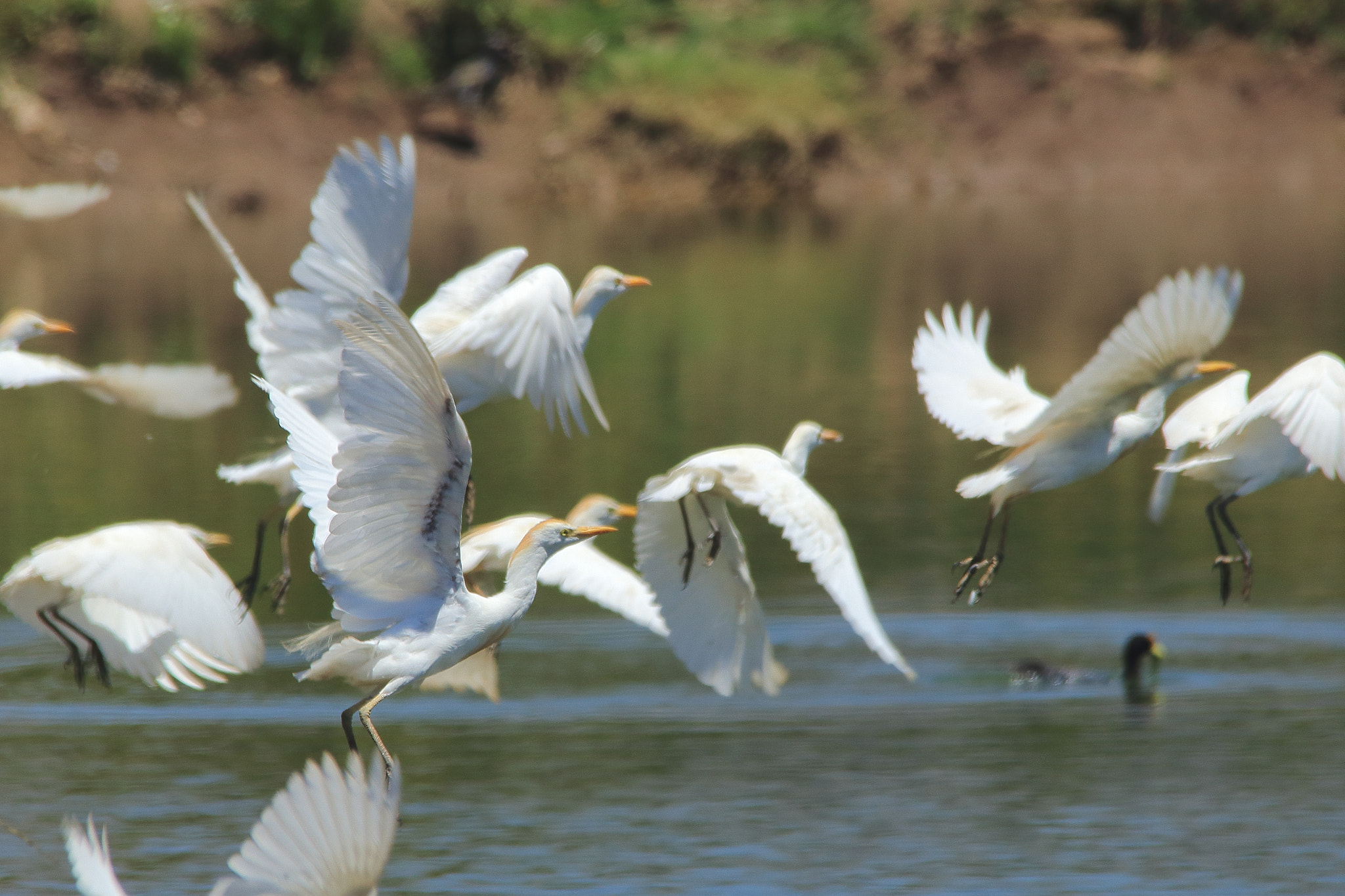 Sigma 150-500mm F5-6.3 DG OS HSM sample photo. Garzas photography