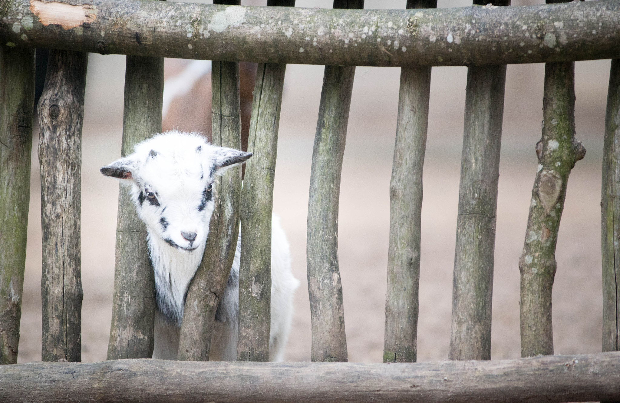 AF-S Zoom-Nikkor 80-200mm f/2.8D IF-ED sample photo. Goat photography
