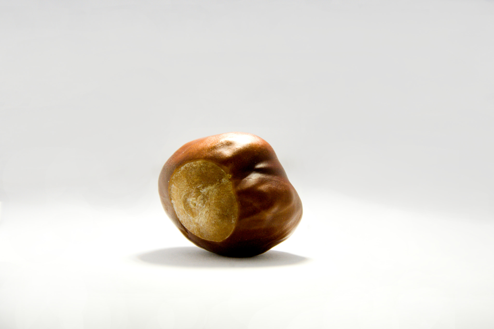 18.00 - 105.00 mm f/3.5 - 5.6 sample photo. Chestnut photography