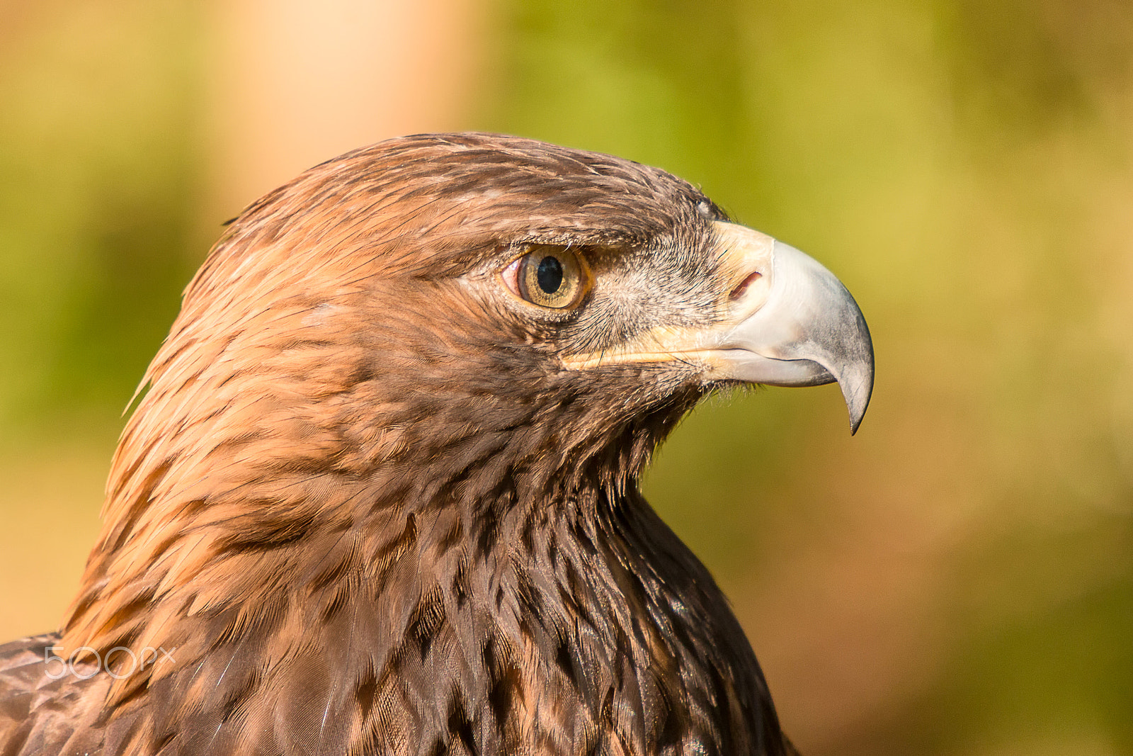 Sigma 50-500mm f/4-6.3 APO HSM EX sample photo. Golden eagle profile photography