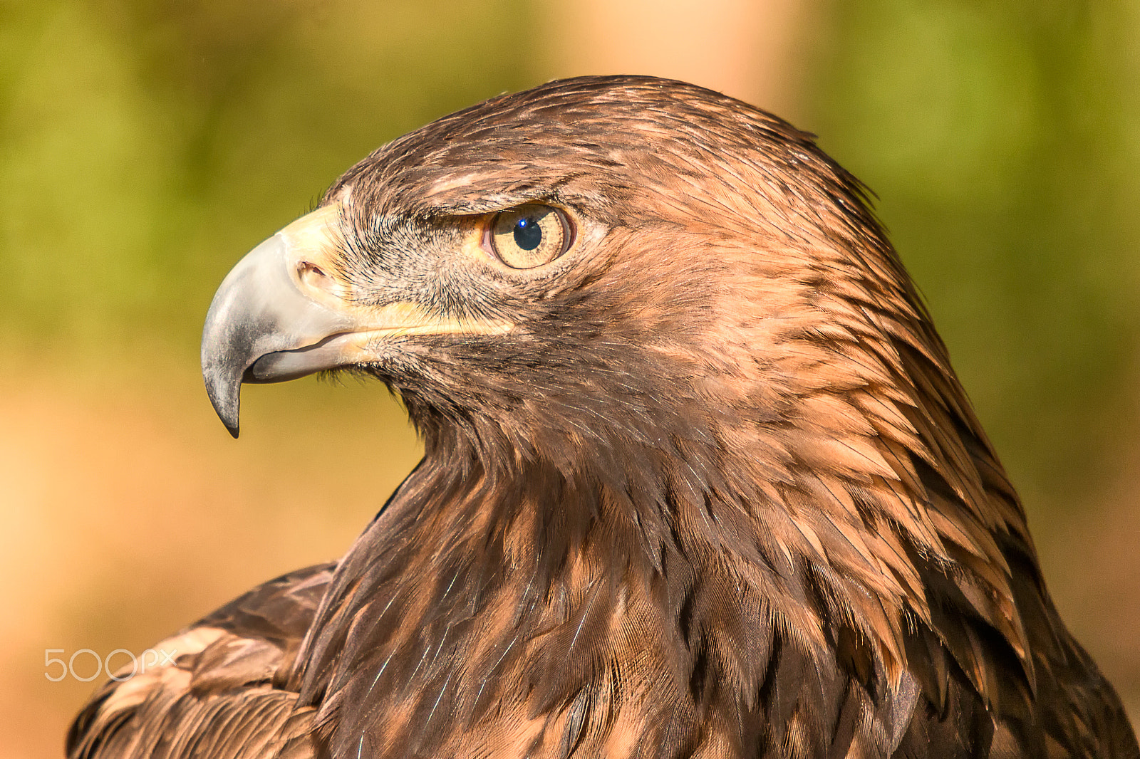 Sigma 50-500mm f/4-6.3 APO HSM EX sample photo. Golden eagle left profile photography