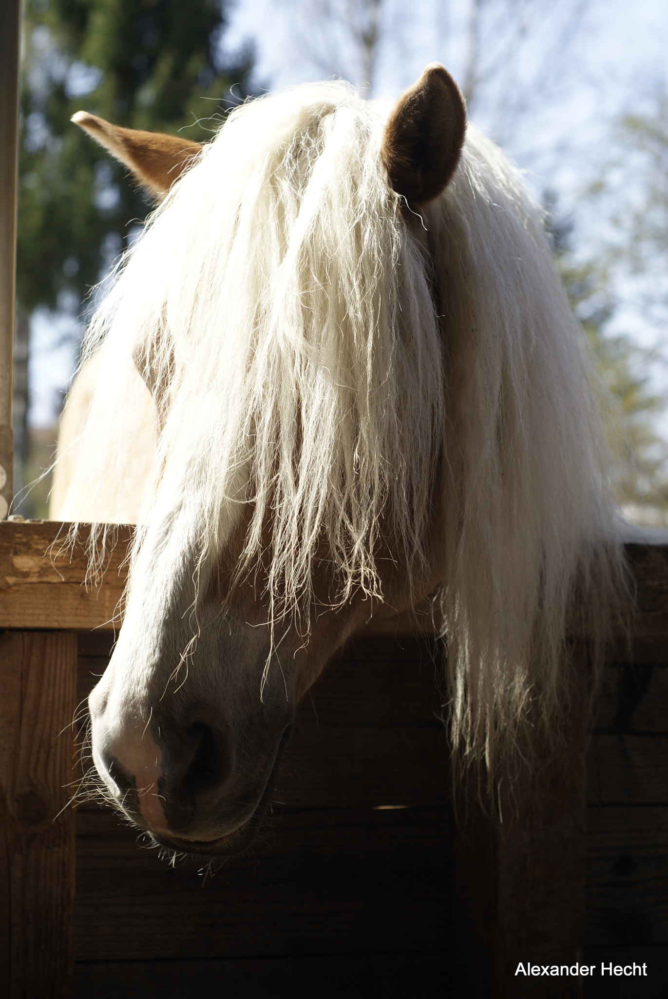 Sony Alpha DSLR-A300 + Minolta AF 50mm F1.7 New sample photo. Blondie photography