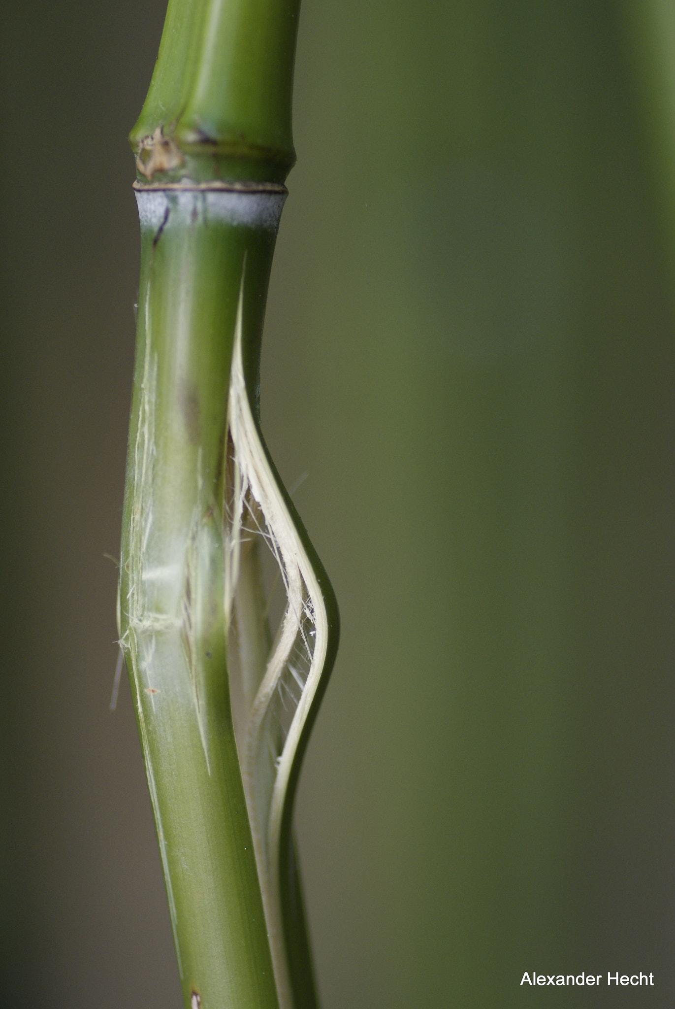 Tamron SP AF 90mm F2.8 Di Macro sample photo. Bambus photography